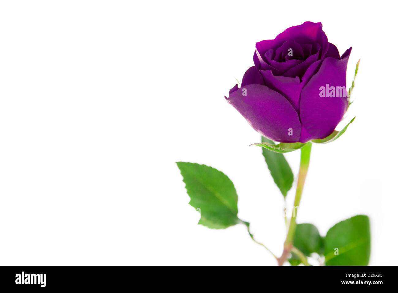 Un singolo purple rosa su sfondo bianco. Foto Stock