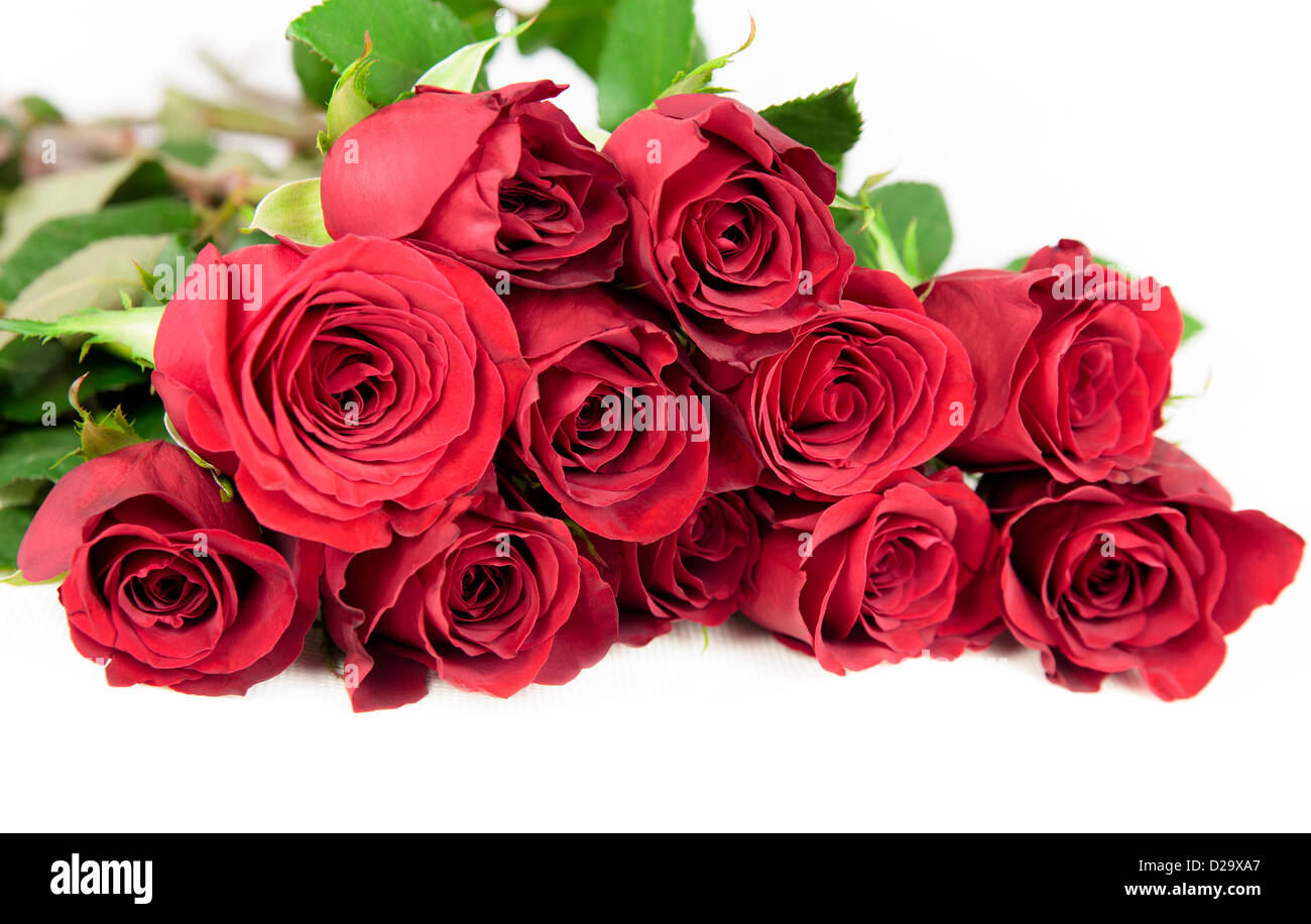 Dodici rose rosse su uno sfondo bianco. Foto Stock