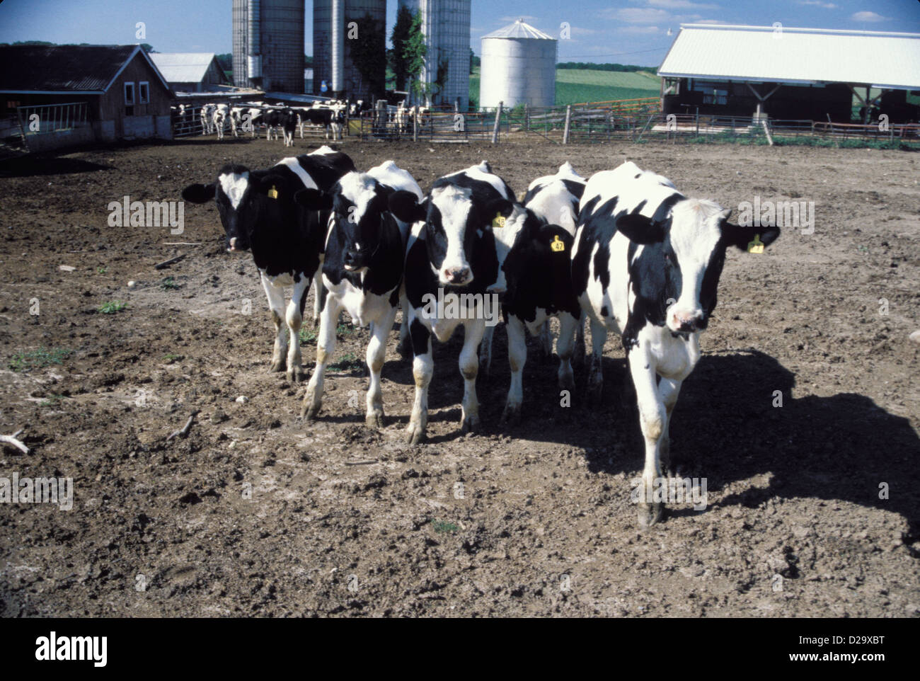 Wisconsin. Numerose mucche in piedi sul campo di sporco in una fattoria, silos in background. Foto Stock