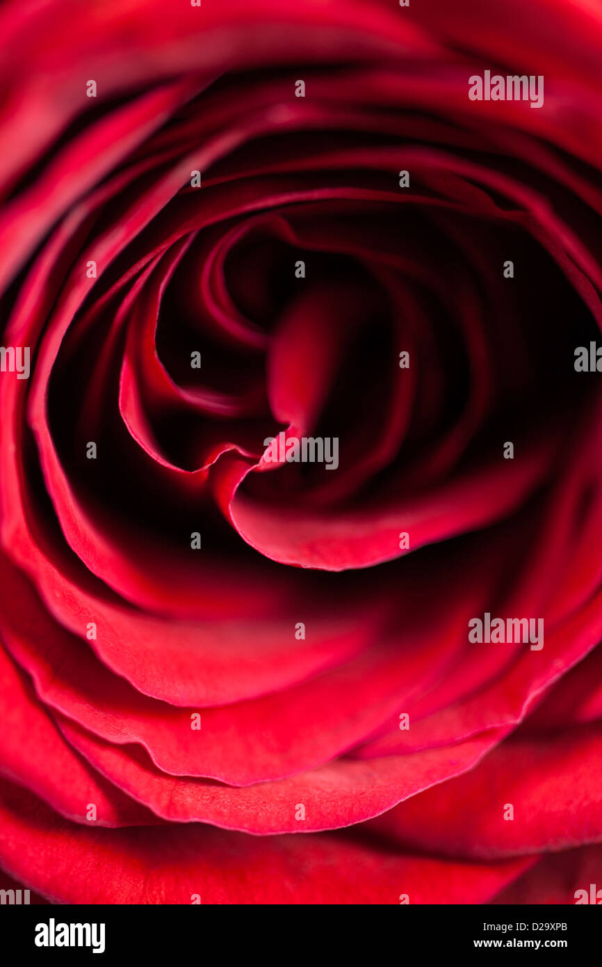 Una chiusura di una singola rosa rossa. Foto Stock