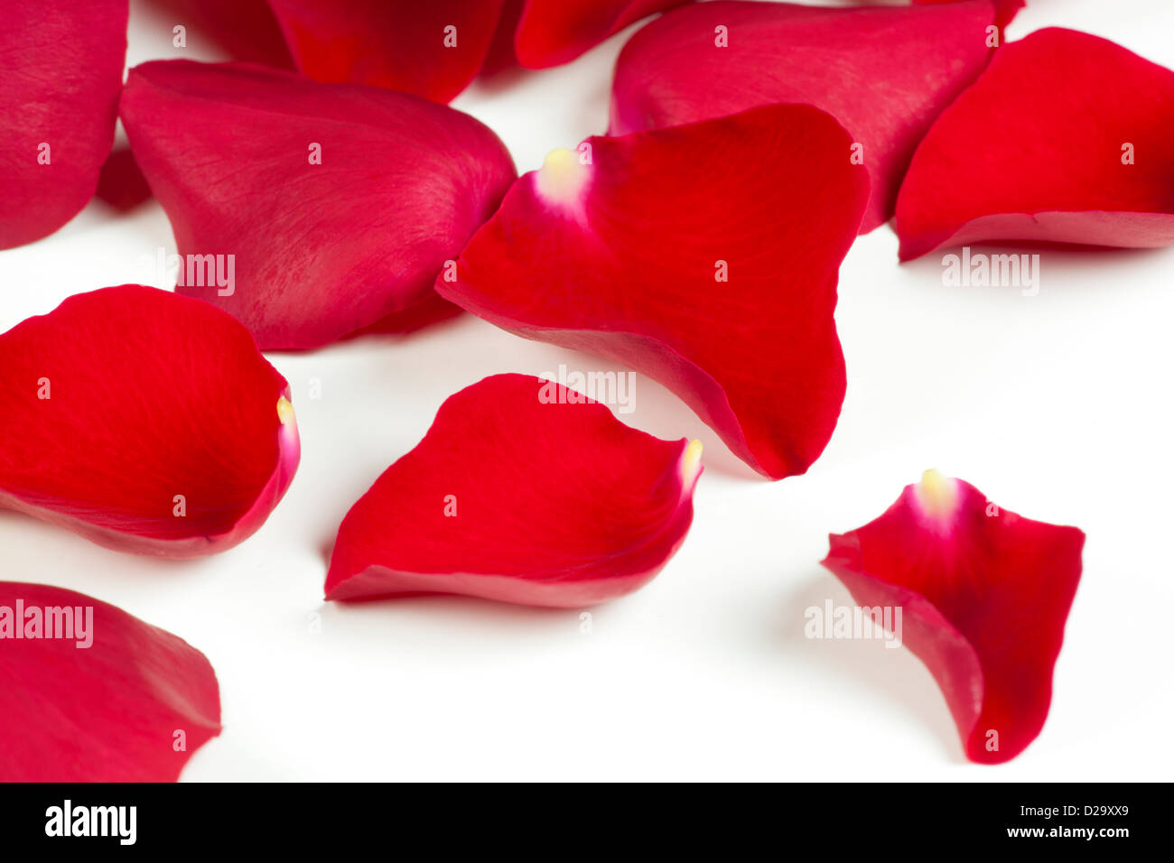 Una chiusura di rosso petali di rosa su sfondo bianco Foto Stock