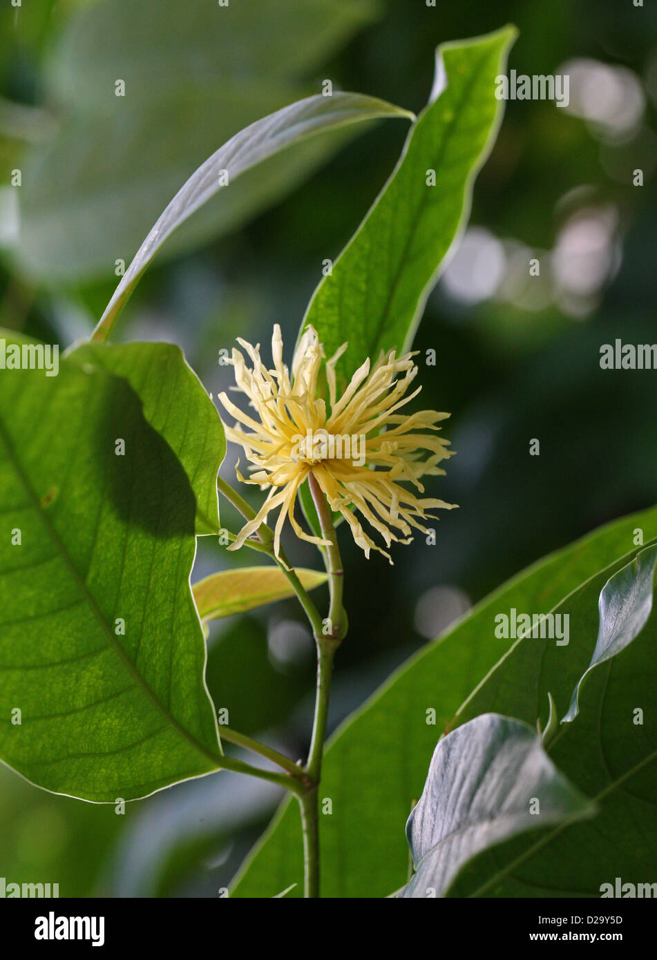 Amamelide, Maingaya malayana, Hamamelidaceae. Malaysia, sud-est asiatico. Foto Stock