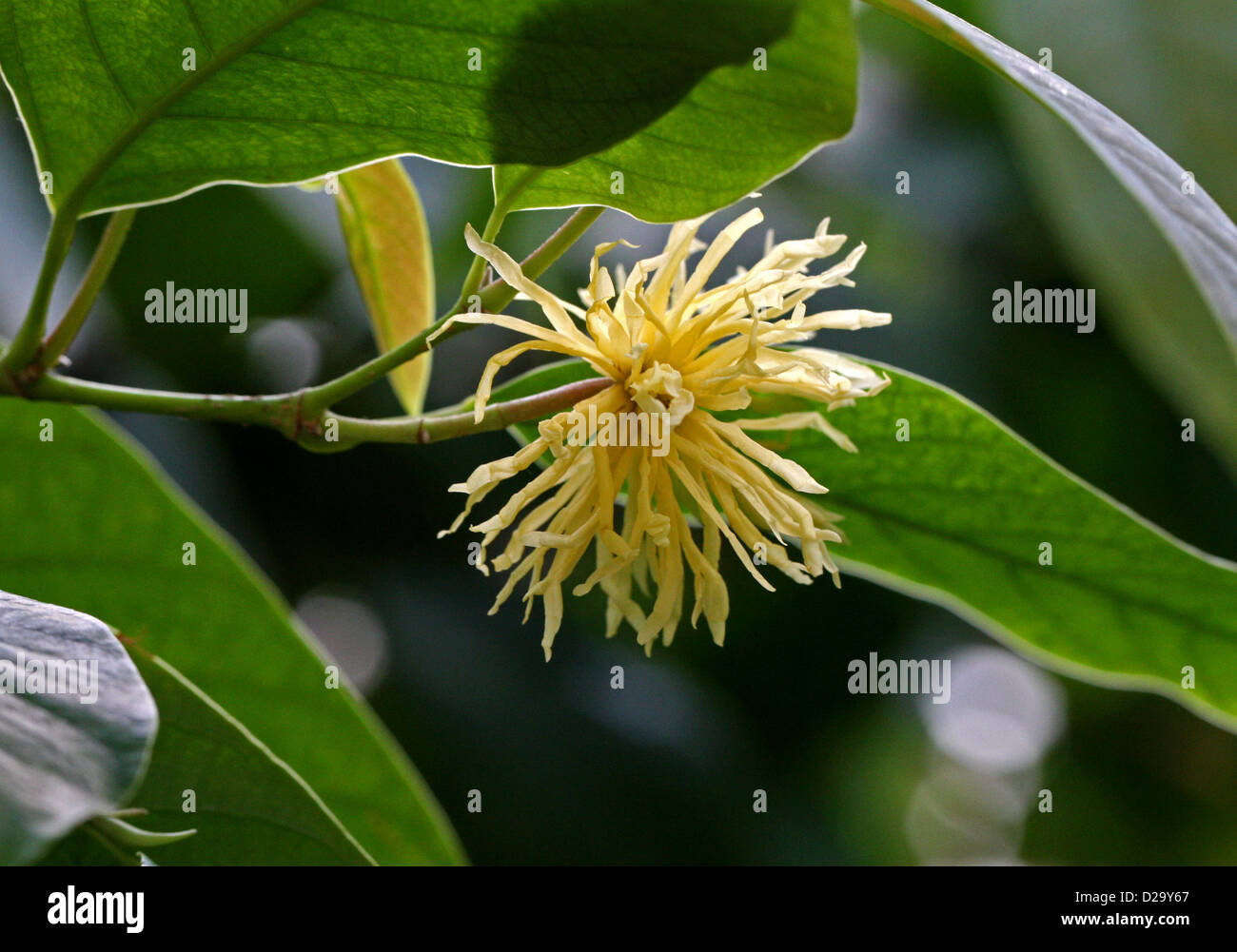 Amamelide, Maingaya malayana, Hamamelidaceae. Malaysia, sud-est asiatico. Foto Stock