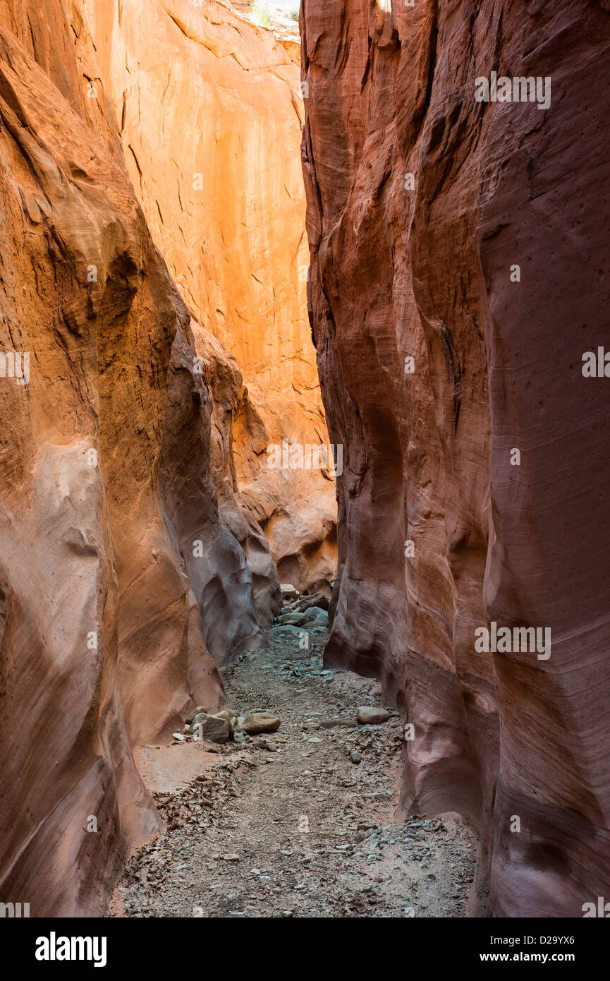 Asciugare cava per forcella canyon, la grande scala del monumento nazionale, Escalante, Utah, Stati Uniti d'America Foto Stock