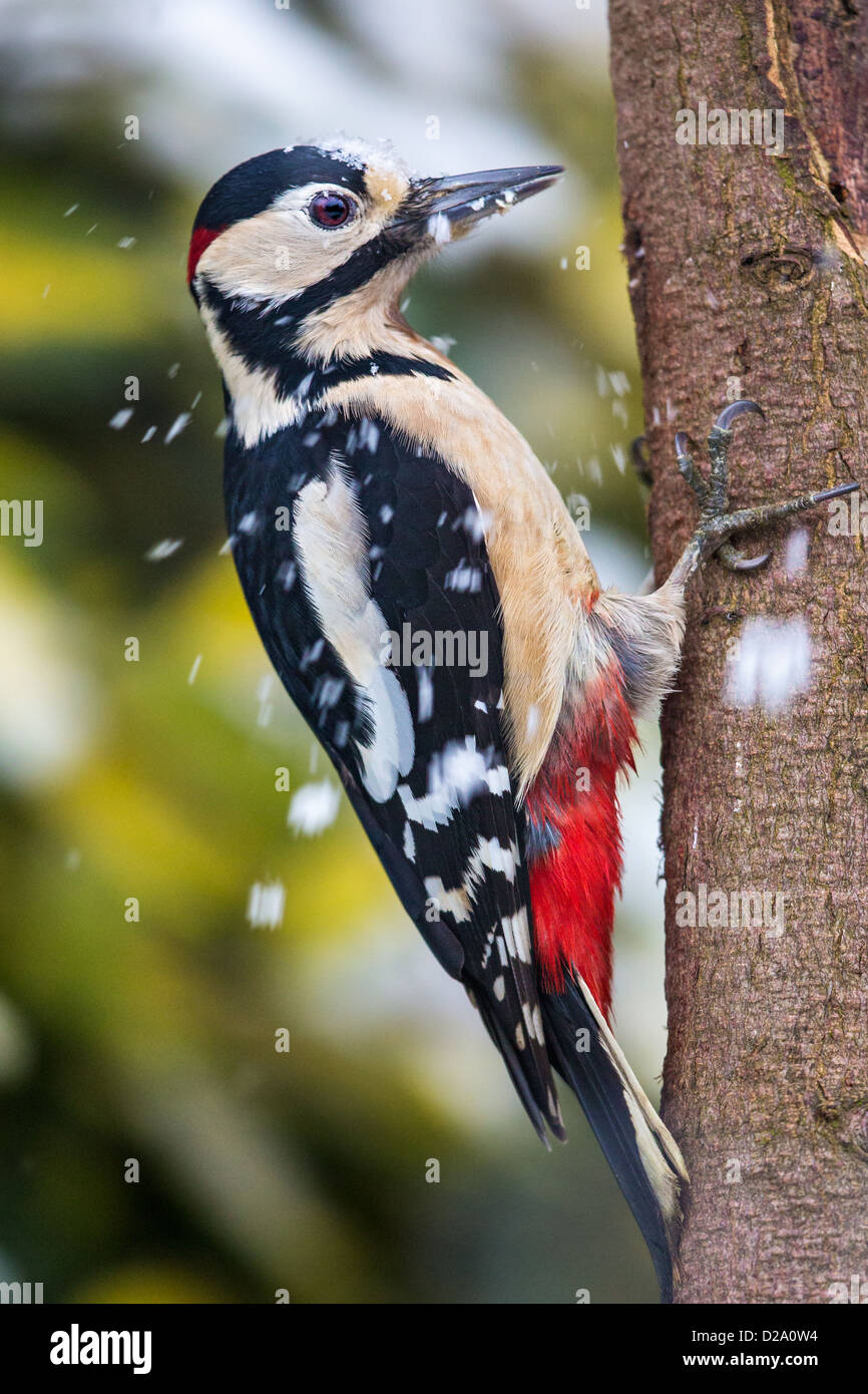 Close-up di un maschio di picchio rosso maggiore ((Dendrocopos major) alimentazione su un tronco di albero in un turbinio di neve, vista laterale Foto Stock