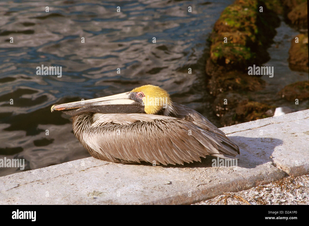 Florida. Pellicano. Foto Stock
