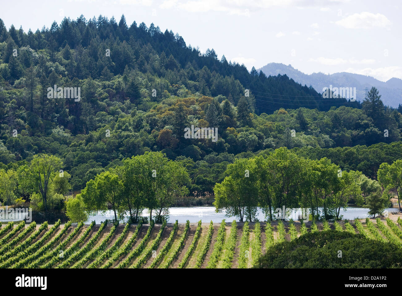 La Valle di Napa California, vigneti per uva da vino in vigna Foto Stock