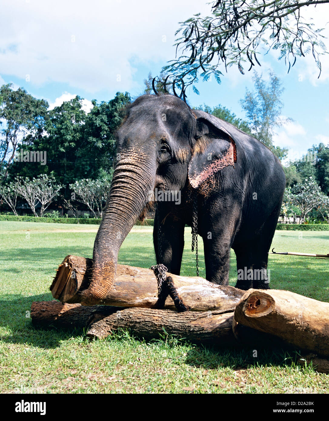 Elefante di lavoro dello Sri Lanka Foto Stock