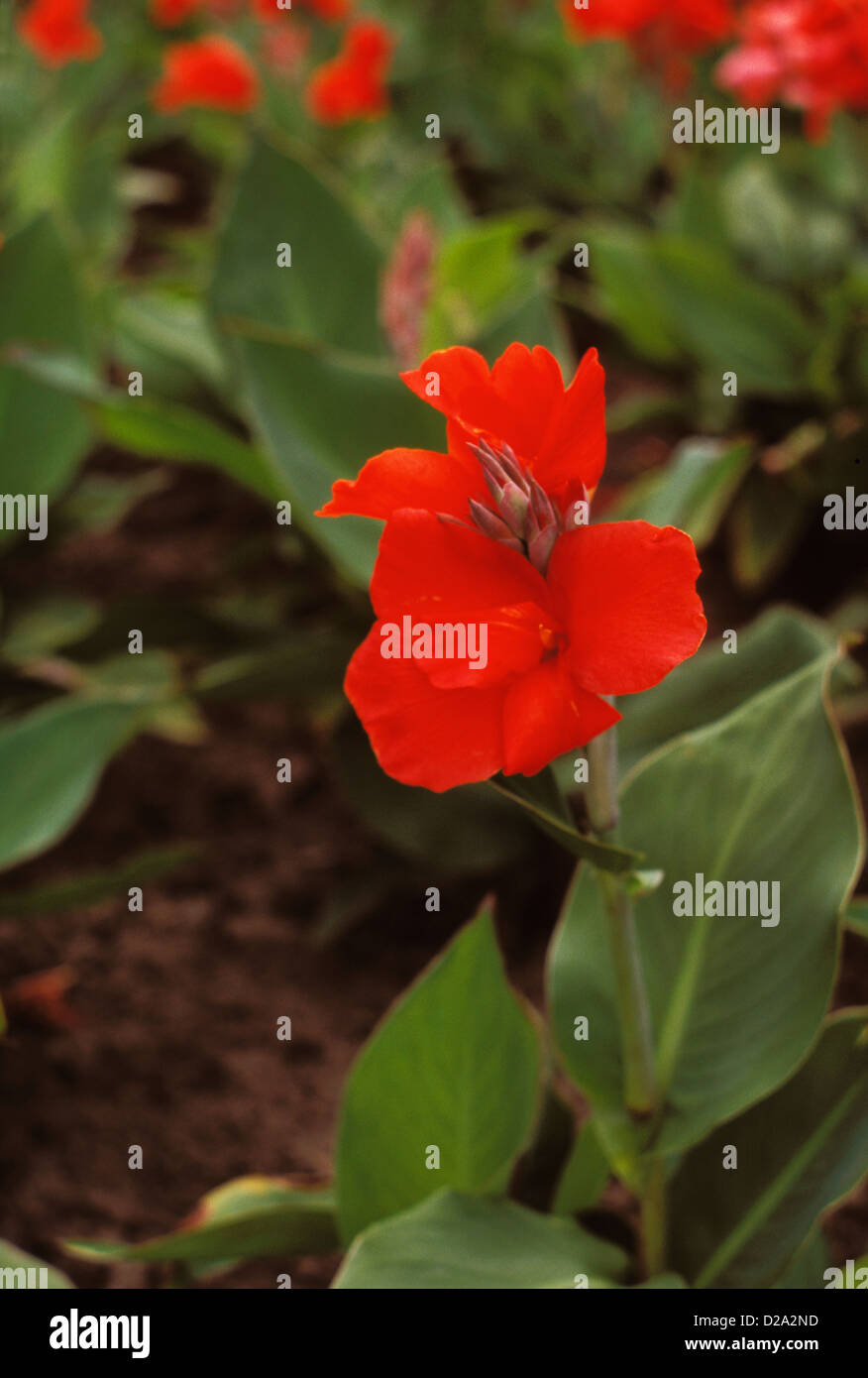 Canada Ontario, Toronto Islands. Canna ibrido. Fioritura estiva Rizoma. Foto Stock