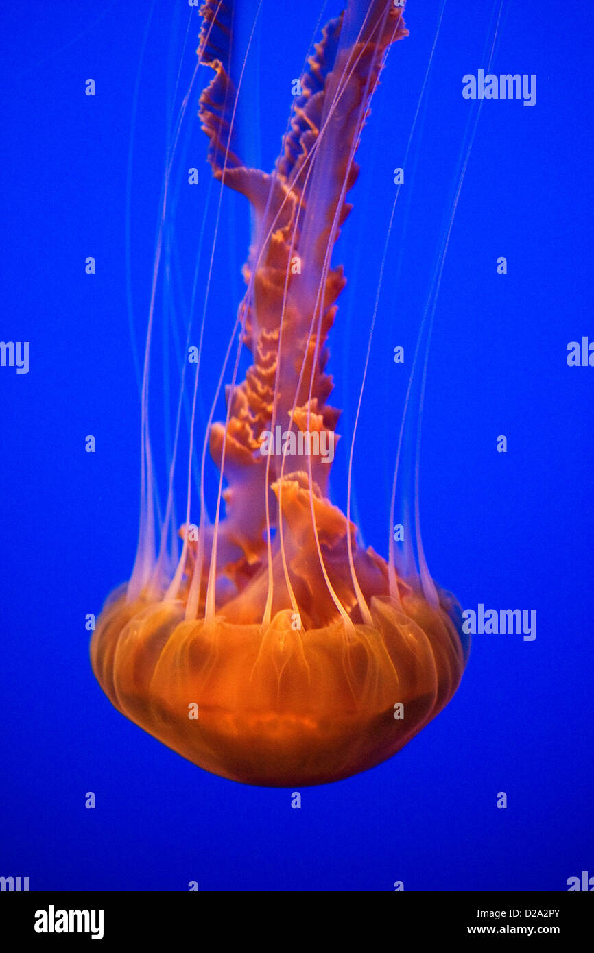 Pacifico mare Meduse di ortica (Chrysaora fuscescens) Foto Stock