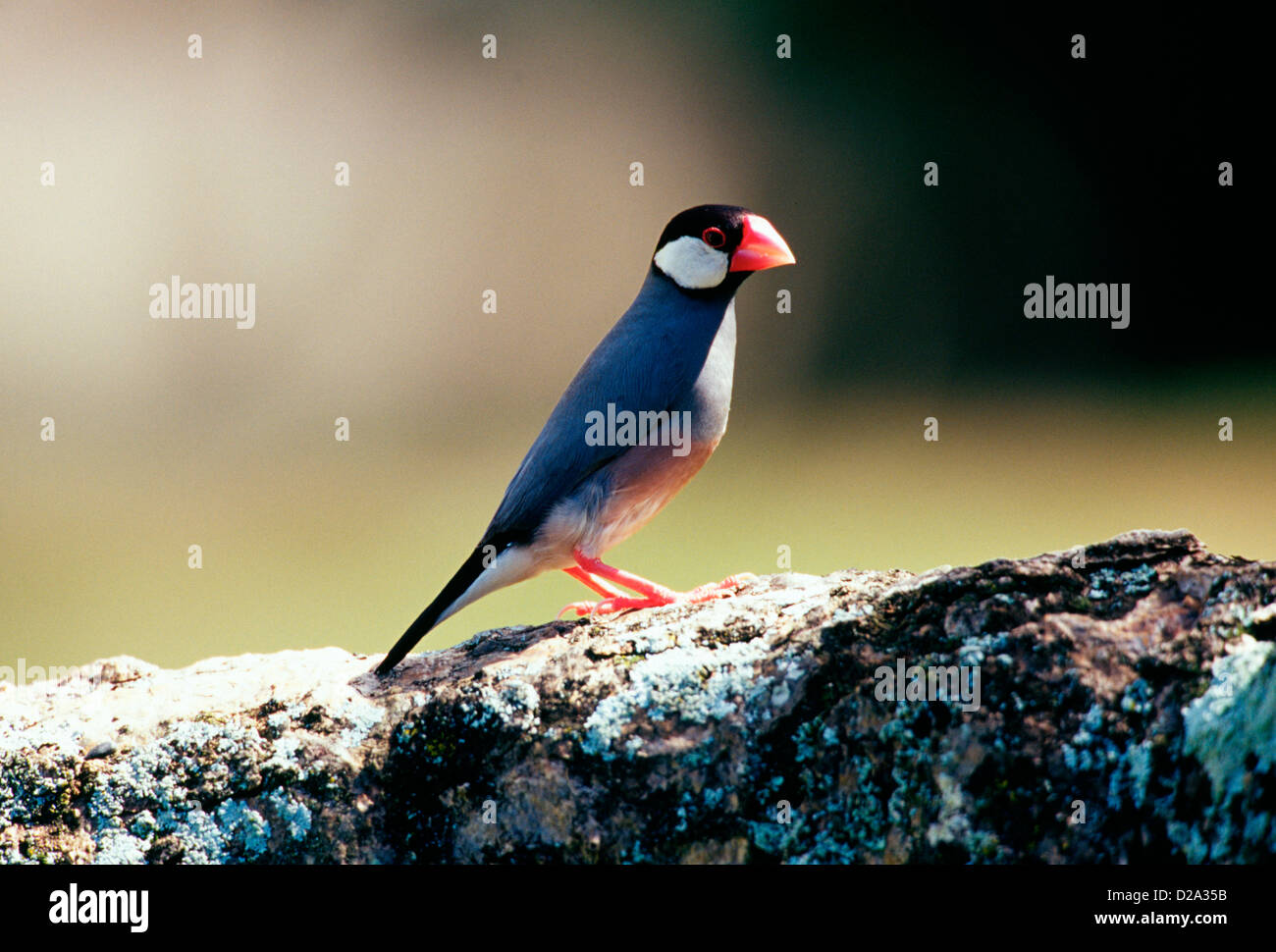 Java Sparrow (Padda Oryzivora). Specie introdotte. Oahu, Hawaii. Foto Stock