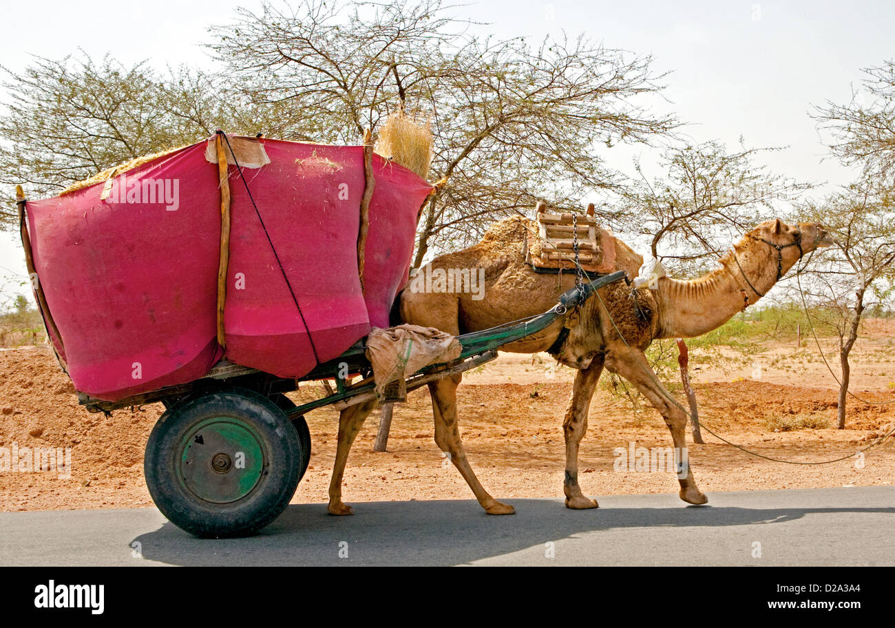 Camel disegnati Carrello Rajasthan in India Foto Stock