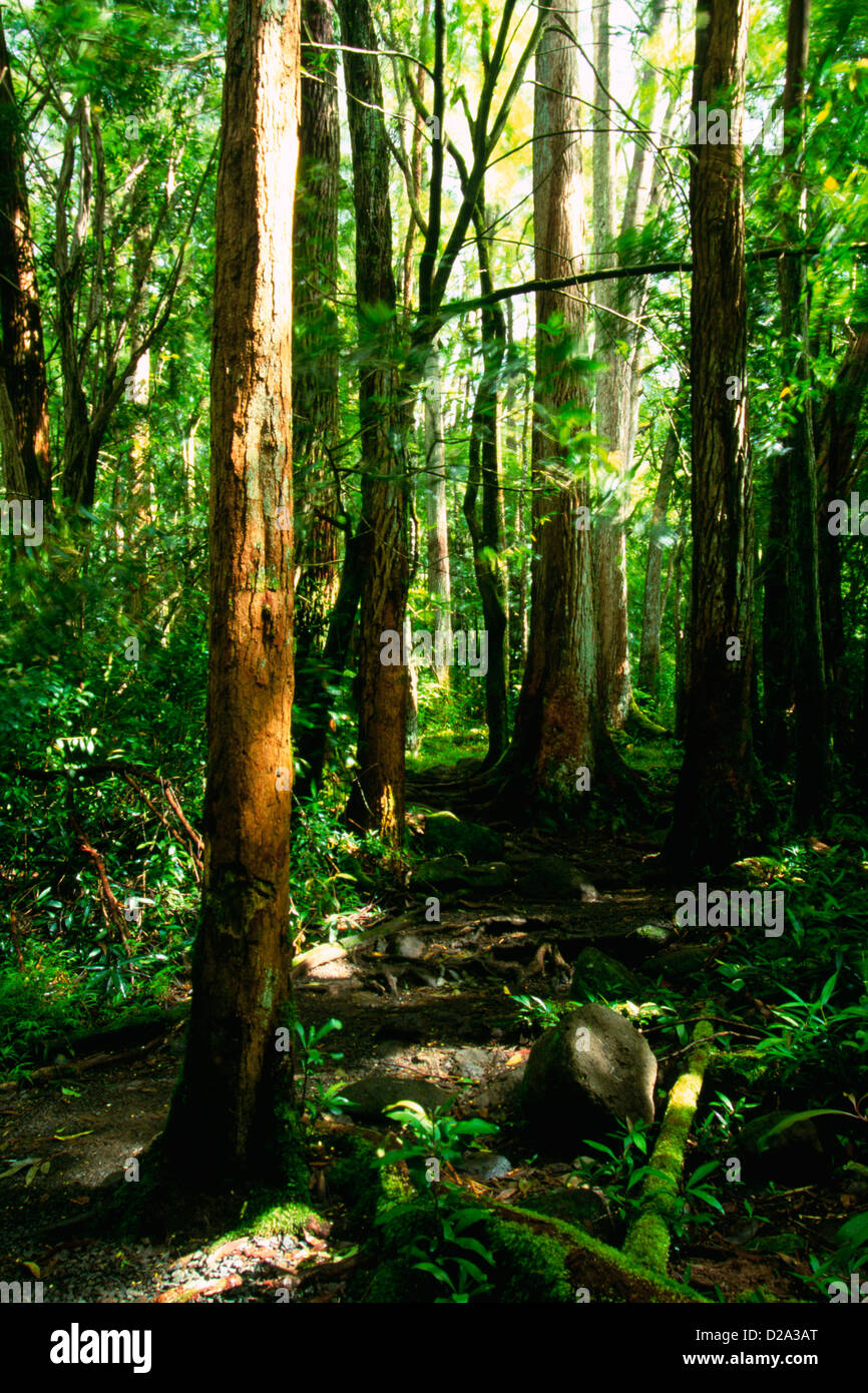 Hawaii, Oahu. Moss ricoperta di alberi e rocce sulla Manoa Falls Trail Foto Stock