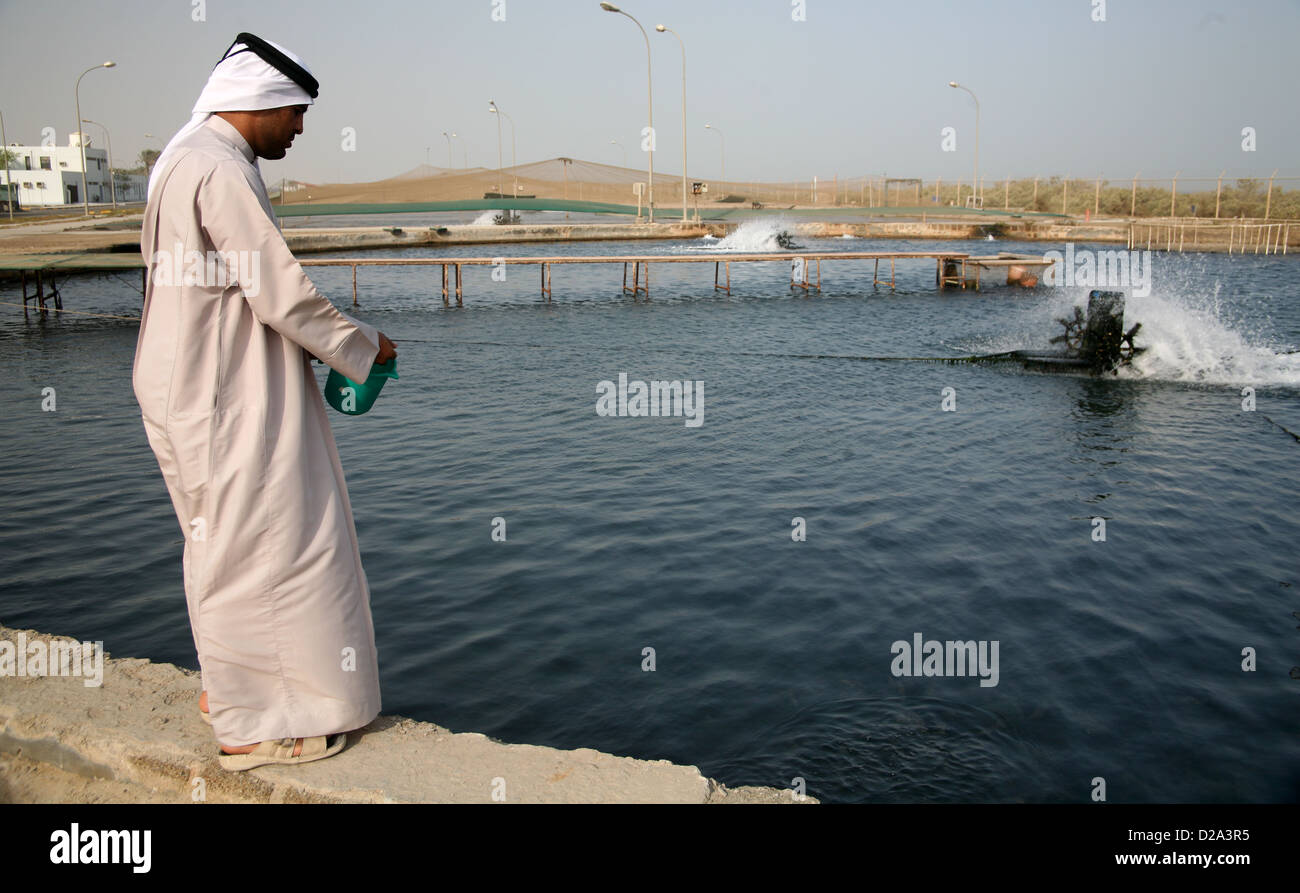 L'acquacoltura al centro di ricerca marina Umm Al Quwain Emirati arabi uniti Foto Stock
