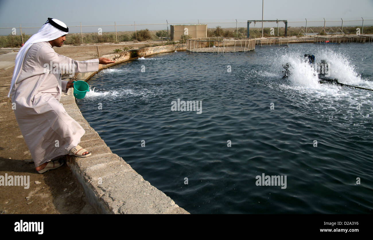 Alimentare pesce presso il Centro di ricerca marina in Umm Al Quwain Emirati arabi uniti Foto Stock