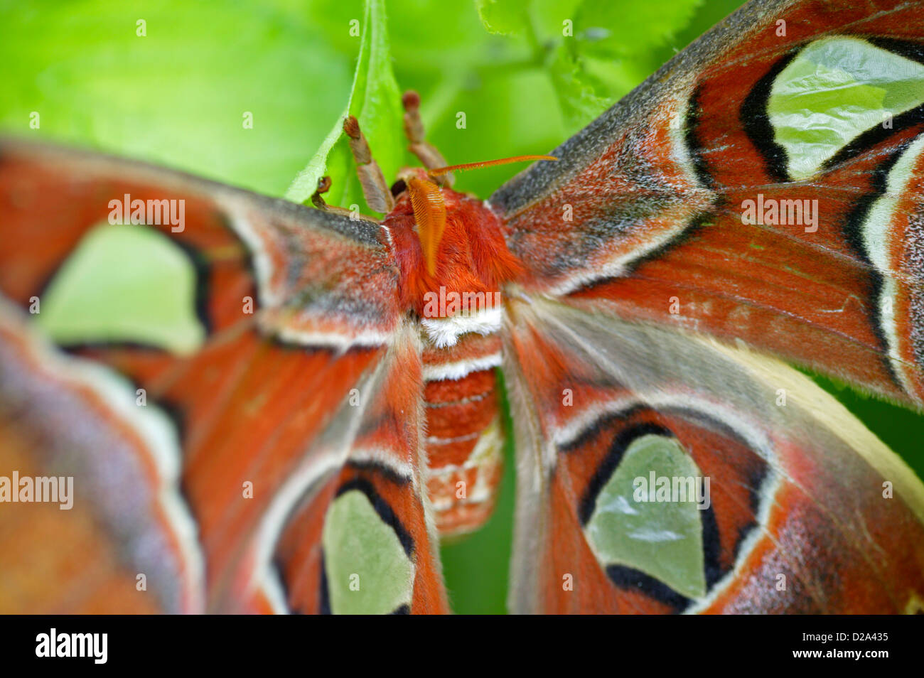 Chiudere l immagine di un Attacus Atlas Moth su una foglia di pianta in un padiglione delle farfalle, Sioux Falls, South Dakota. Foto Stock