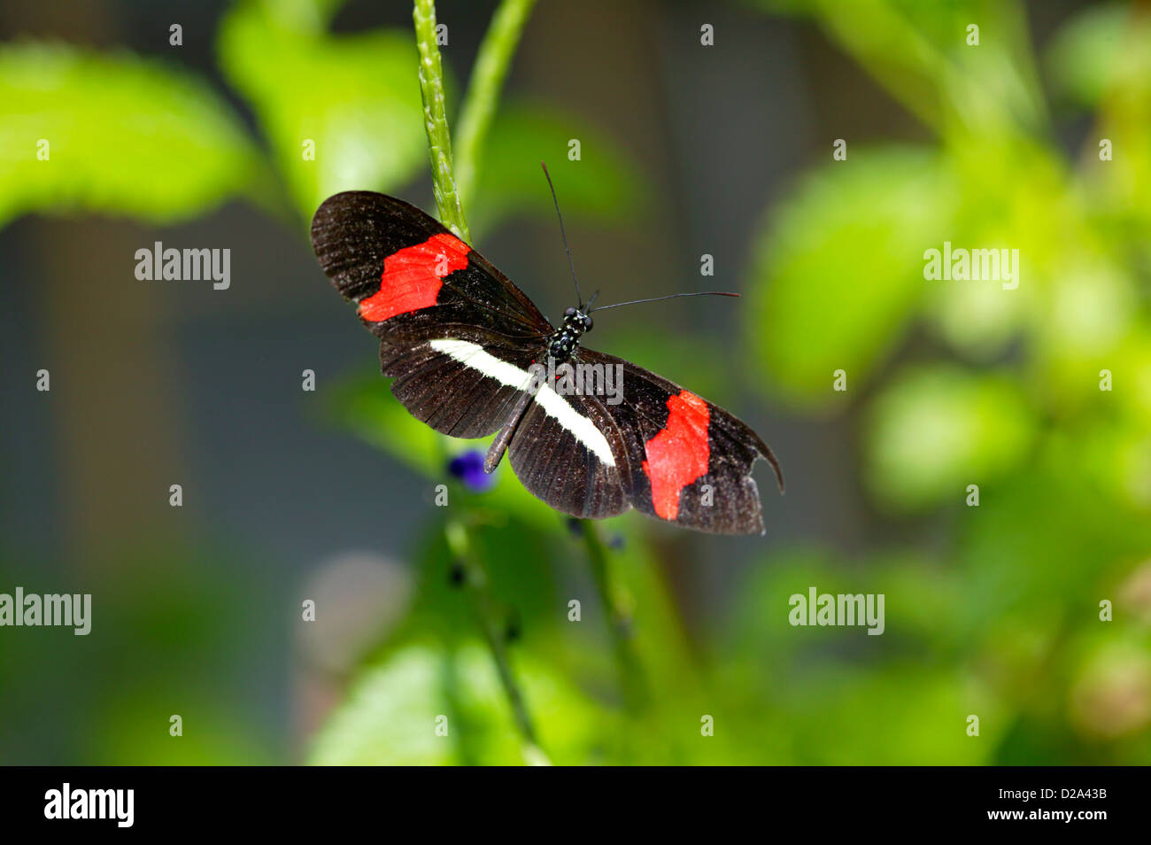 Chiudere l immagine di un Crimson-Patched Longwing (postino) su una foglia di pianta in un padiglione delle farfalle, Sioux Falls, Dakota del Sud Foto Stock