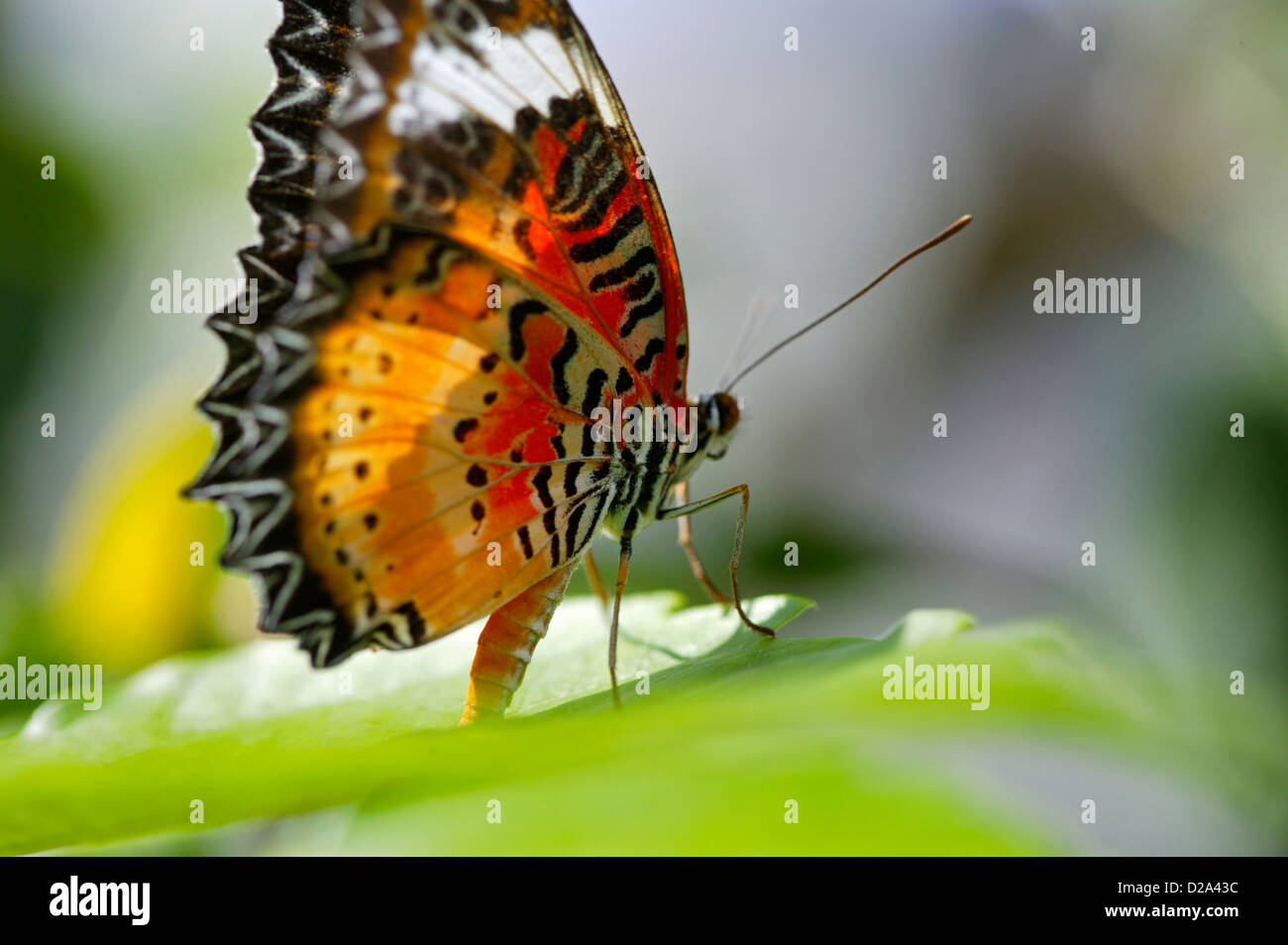 Chiudere l immagine di una farfalla Lacewing su una foglia di pianta in un padiglione delle farfalle, Sioux Falls, Dakota del Sud Foto Stock