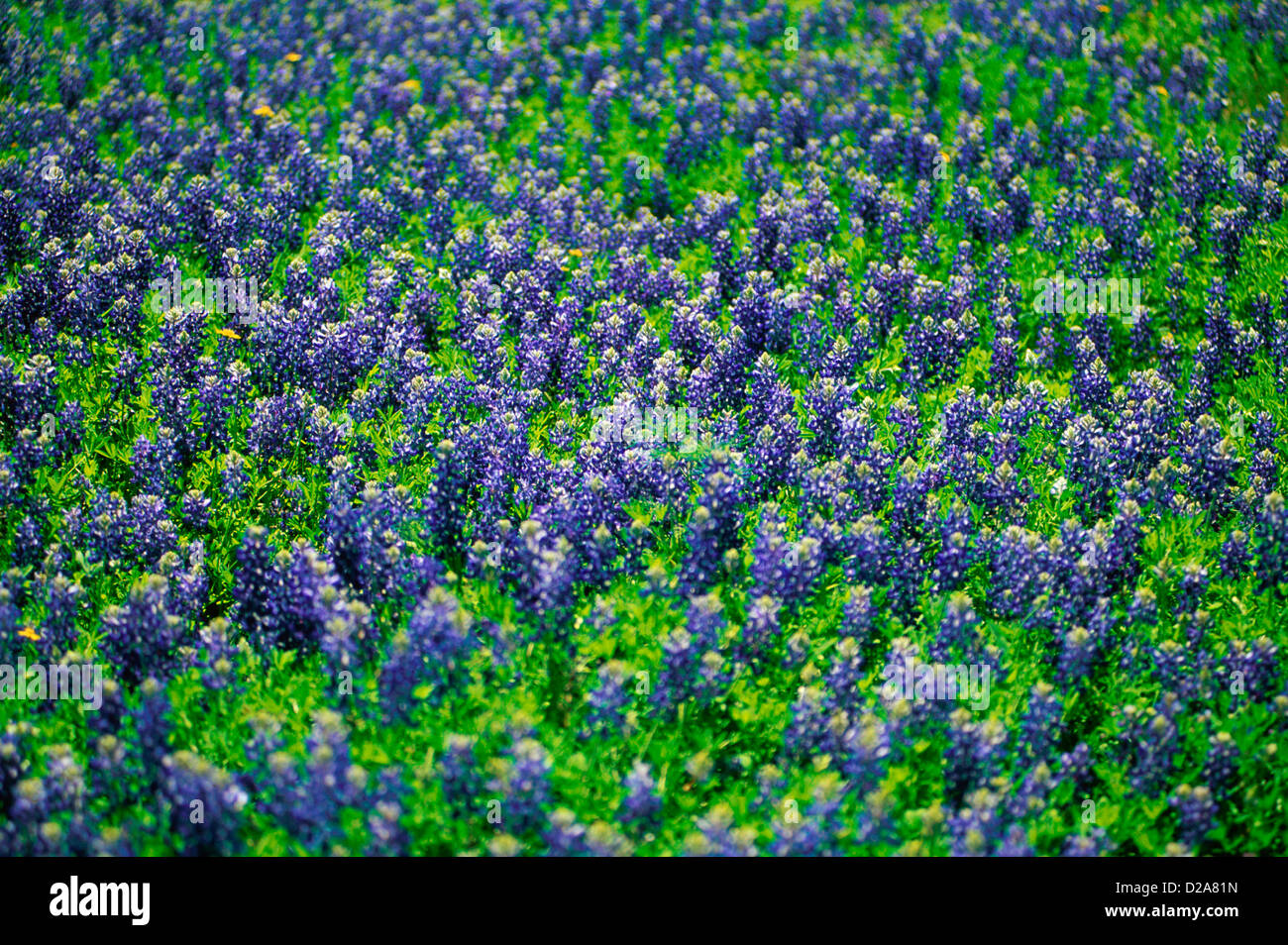 Texas Hill Country, blu di cofani Foto Stock
