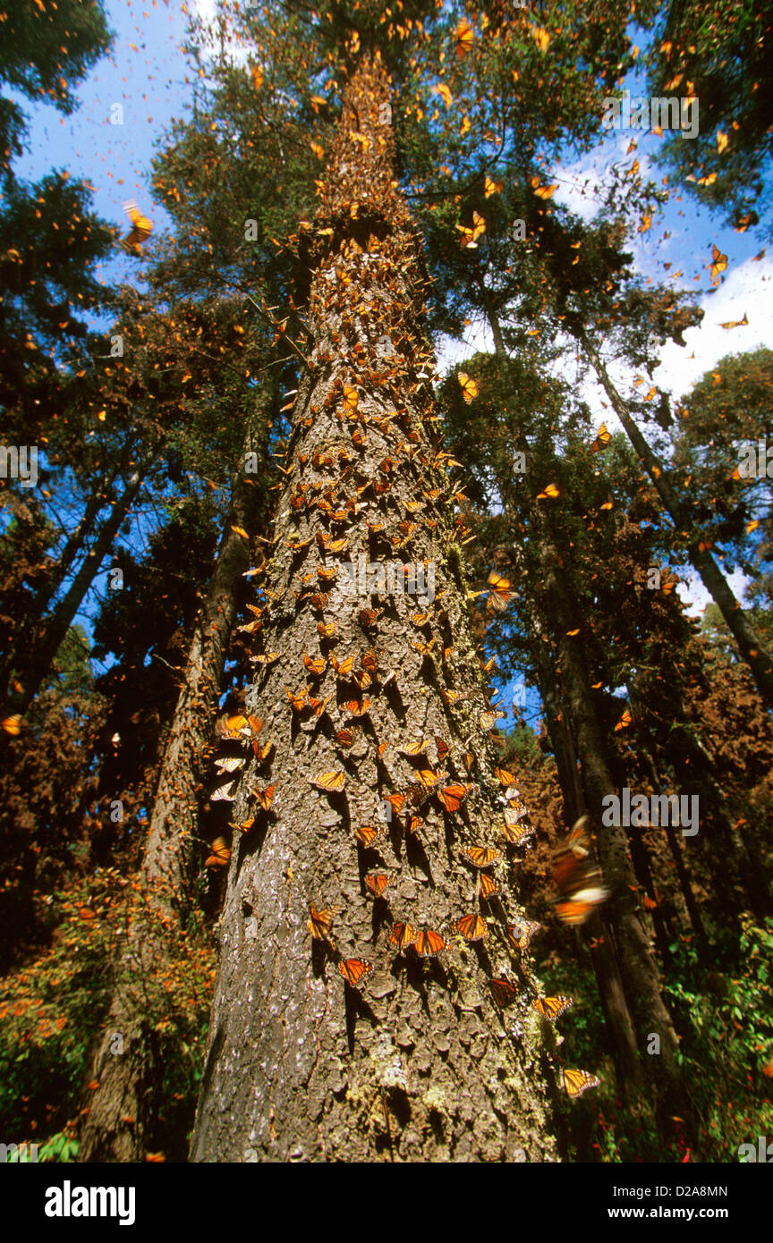 Messico, El Rosario, farfalla monarca rifugio. Farfalle seduto su un tronco di albero. Alcuni sono in volo. Foto Stock