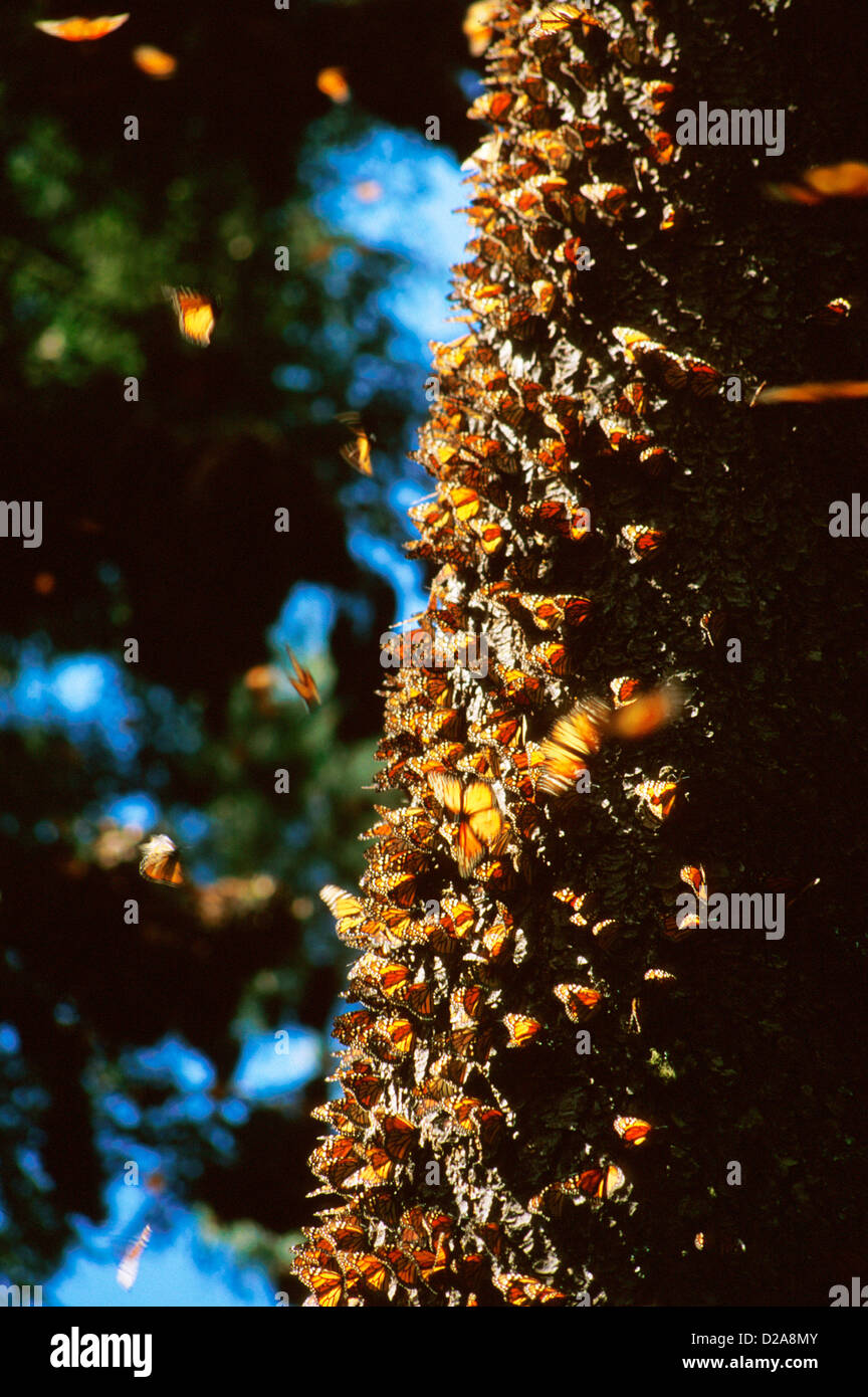 Messico, El Rosario, farfalla monarca rifugio. Farfalle che copre il tronco di un albero. Alcuni sono in volo. Foto Stock