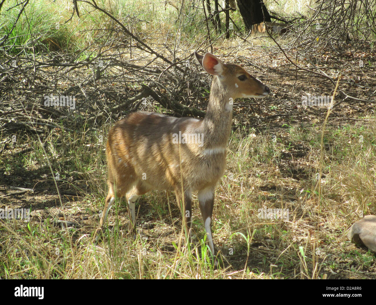 NYALA (Nyala angasii - Tragelaphus angasii) femmina del Southern African antelope. Foto Tony Gale Foto Stock
