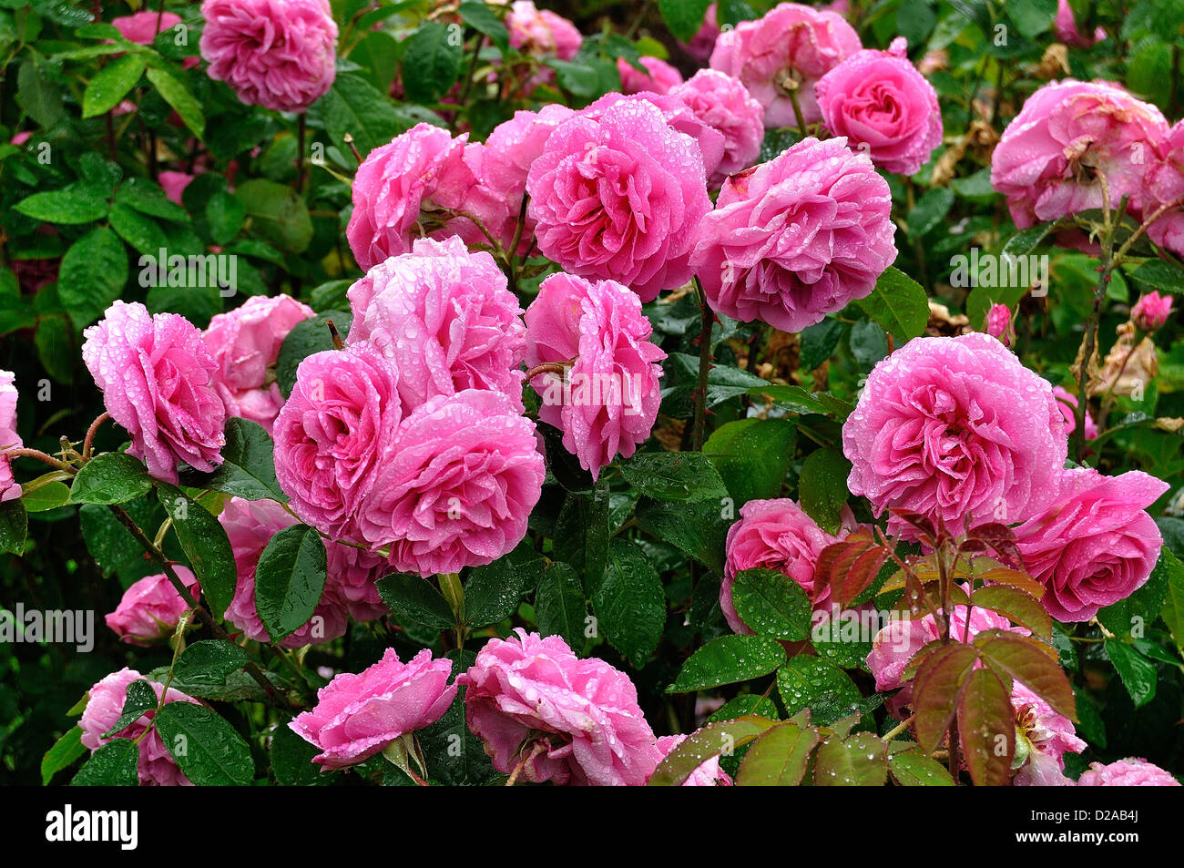 Rose Inglesi : 'Gertrude Jekyll' (allevati da Austin, 1986), in giugno. Paese della Loira, Francia. Foto Stock