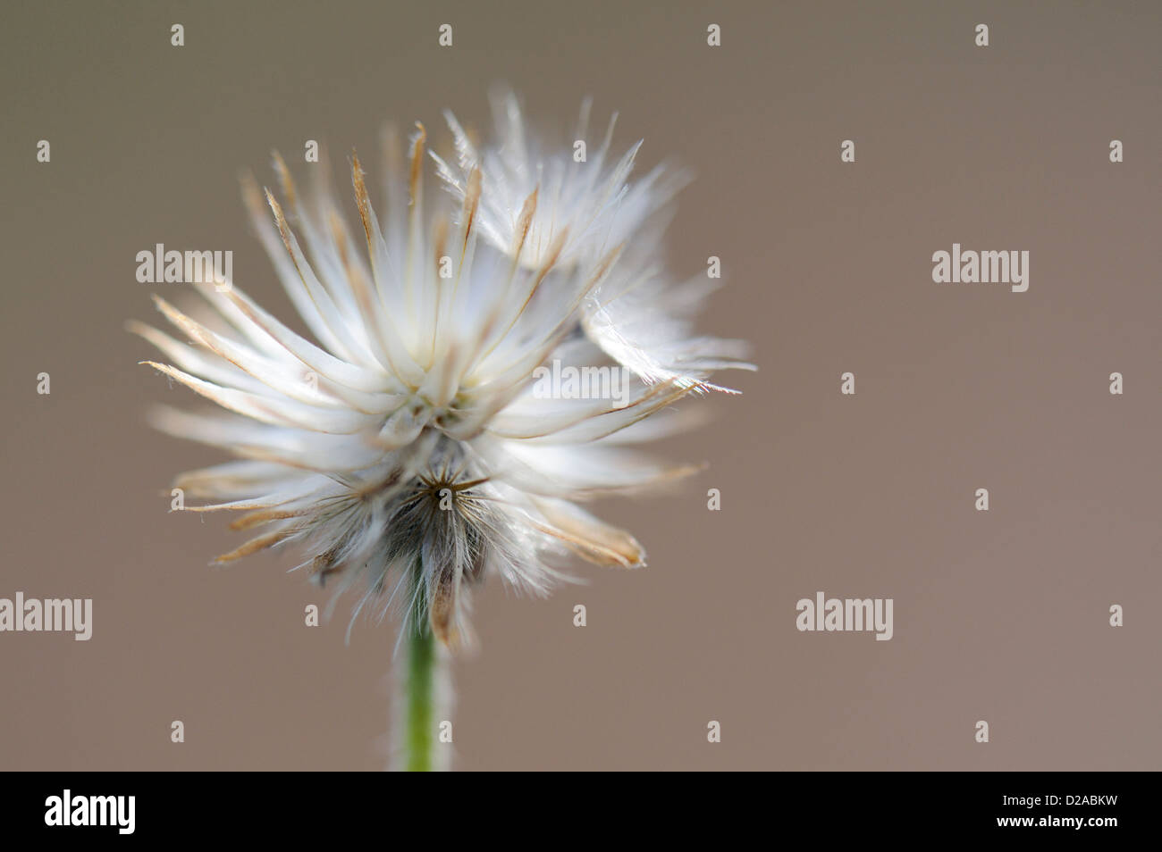 Bianco brillante fiore pungenti Foto Stock