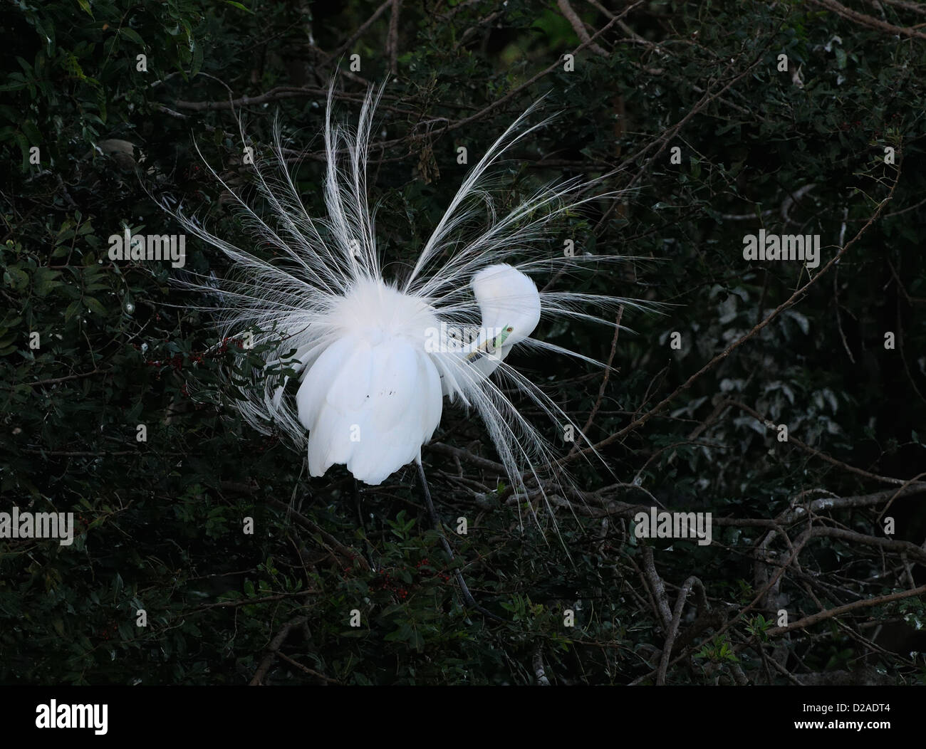 Grande airone bianco intorno battenti e seduta nella vegetazione della Venezia Rookery mostra ci piume di accoppiamento. Florida, Stati Uniti d'America Foto Stock