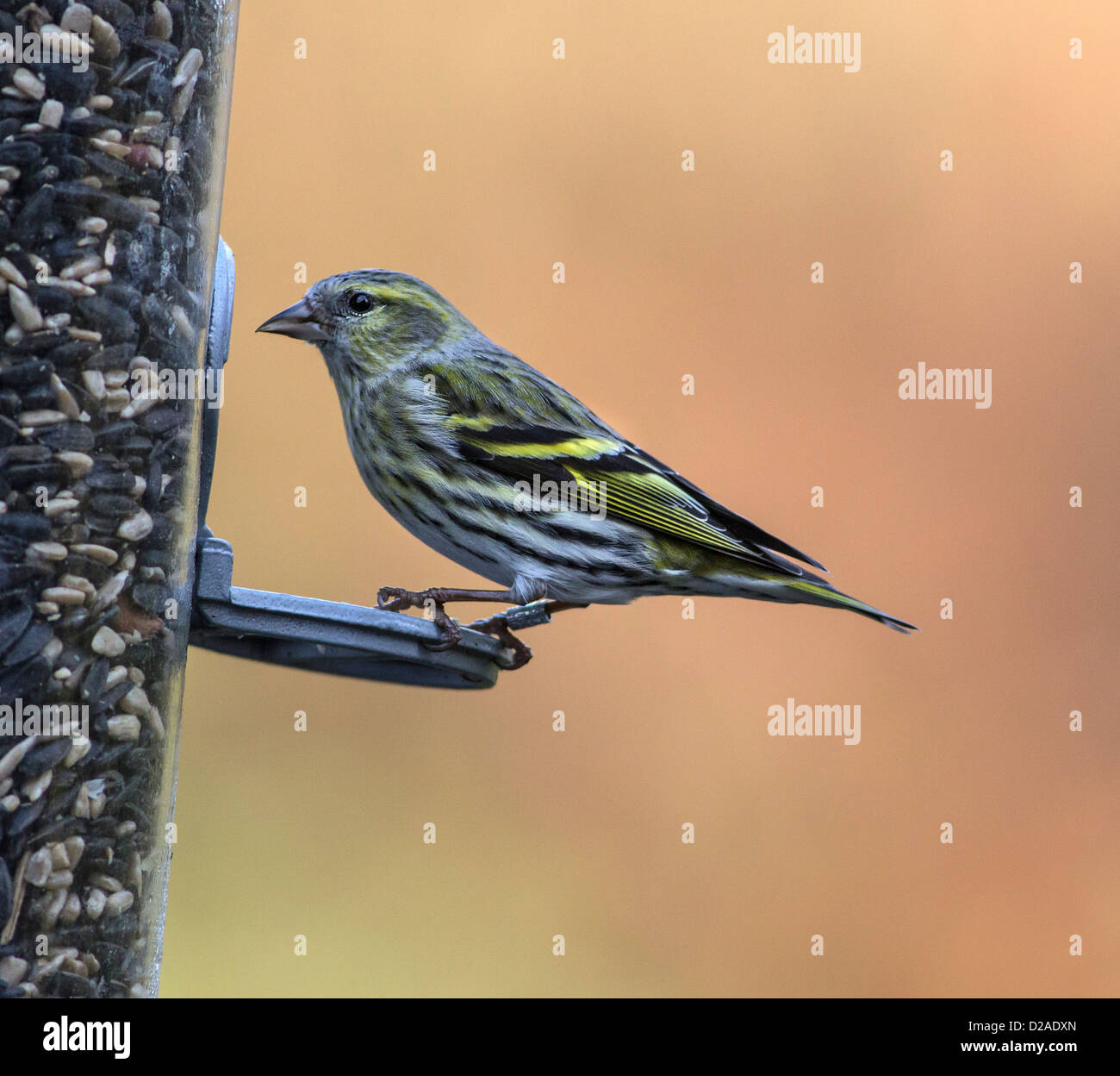 Lucherino, Femmina, (Carduelis spinus), sulle sementi alimentatore, Hampshire, Inghilterra, Regno Unito. Europa Foto Stock