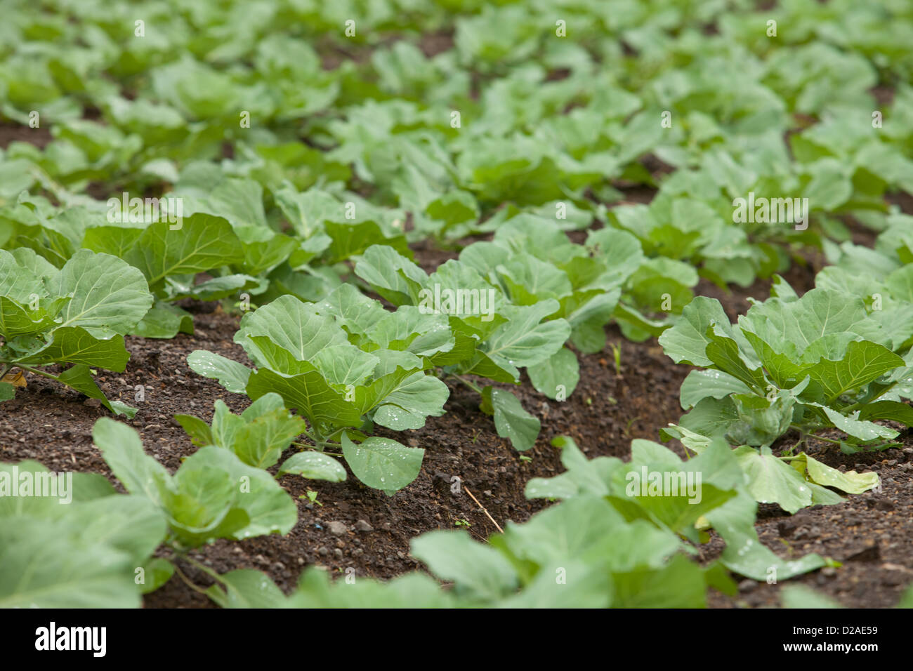 Verde di coltivazione di ortaggi in campo. Il verde è un comune vegetale in piatti asiatici. Foto Stock