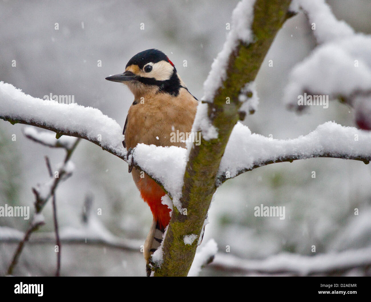 Hedge End, Southampton, Hampshire, Regno Unito. 18 gennaio 2013. Picchio rosso maggiore maschio (Dendrocopus major) nella neve, Hedge End, Southampton, Hampshire, Inghilterra. Credito: Krys Bailey / Alamy Live News Foto Stock