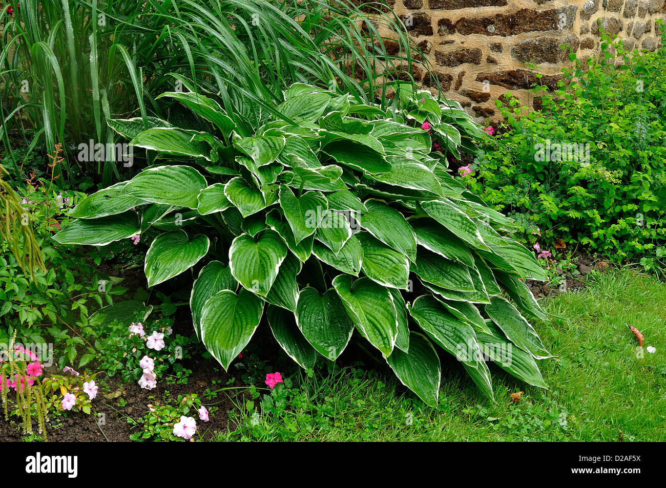 Hosta crispula (nomi comuni : fragrante giglio piantaggine; Piantaggine giglio), la frontiera del percorso del giardino, nel mese di giugno. Foto Stock