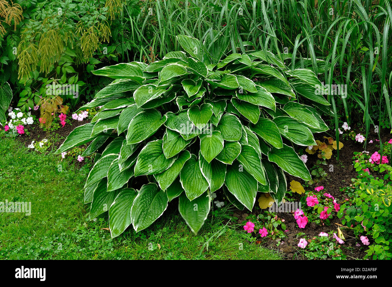 Hosta crispula (nomi comuni : fragrante giglio piantaggine; Piantaggine giglio), la frontiera del percorso del giardino, nel mese di giugno. Foto Stock