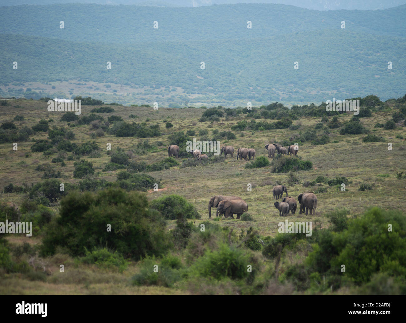 Sud Africa, Eastern Cape, Addo Elephant National Park, dell' elefante africano Loxodonta africana Foto Stock