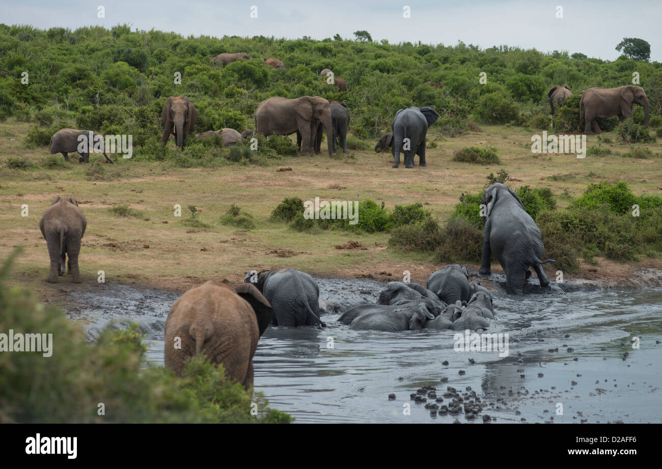 Sud Africa, Eastern Cape, Addo Elephant National Park, dell' elefante africano Loxodonta africana avente un bagno di fango Foto Stock