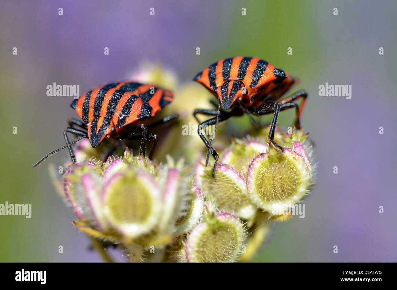 Macro di due Graphosoma lineatum bug su impianti visitati della parte anteriore Foto Stock