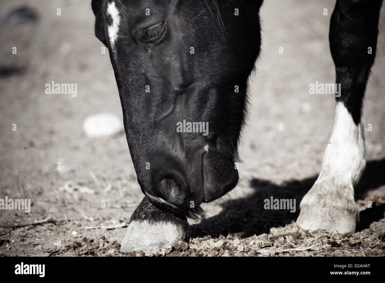 Close-up verticale del cavallo nero all'aperto Foto Stock