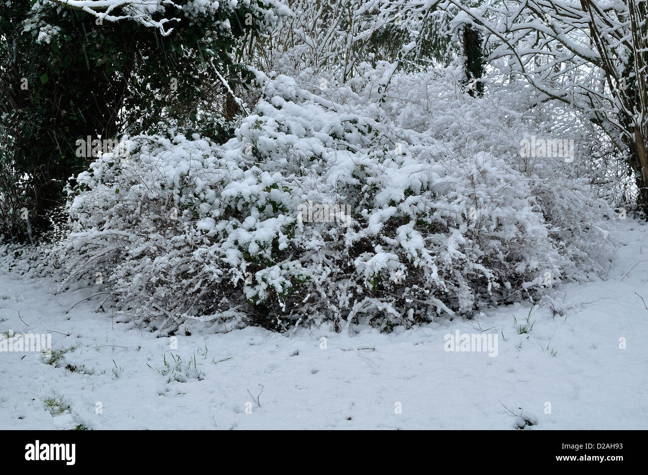 Un arbusto sotto la neve in giardino, in gennaio. Foto Stock