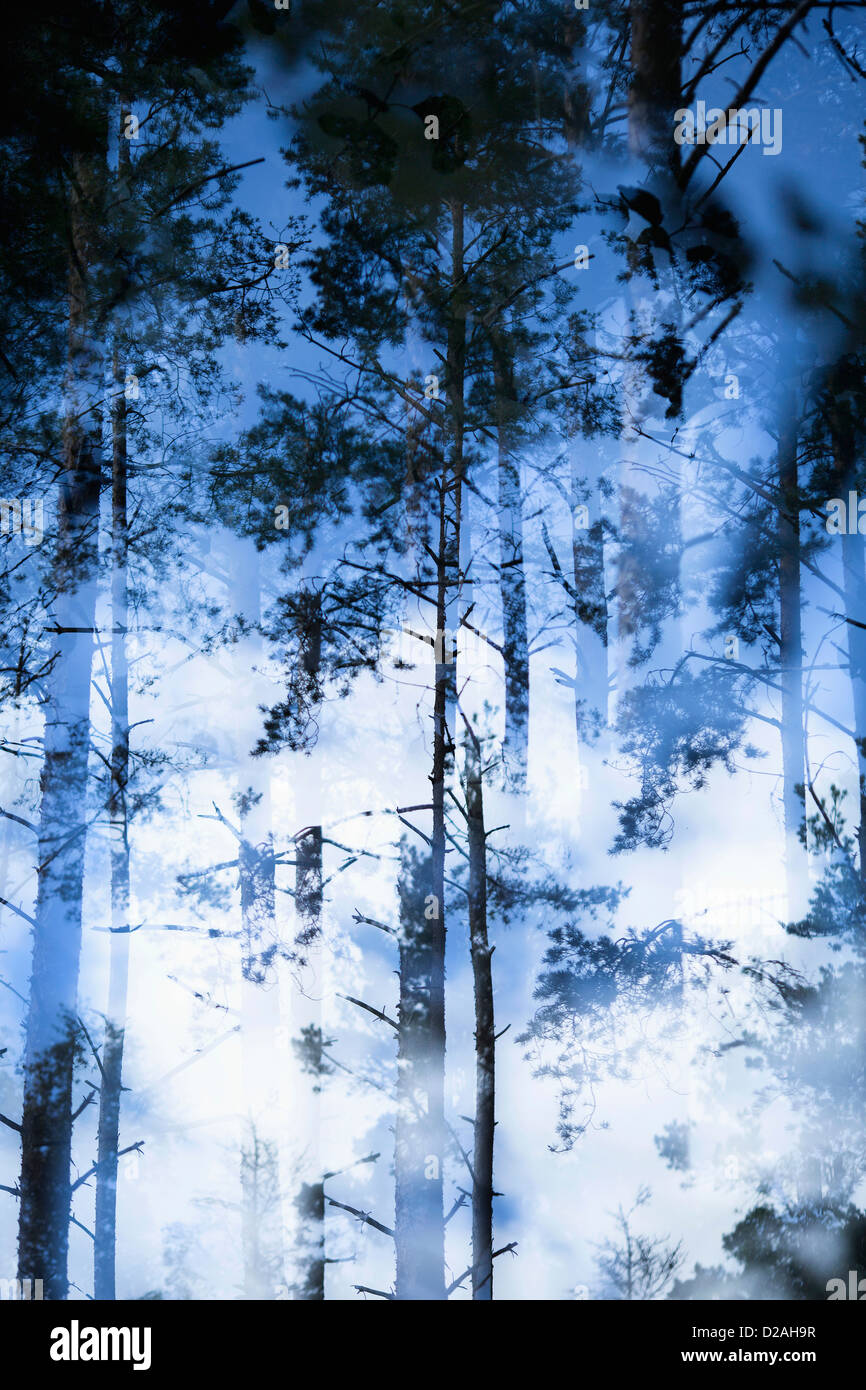 Vista offuscata di alberi in foresta Foto Stock