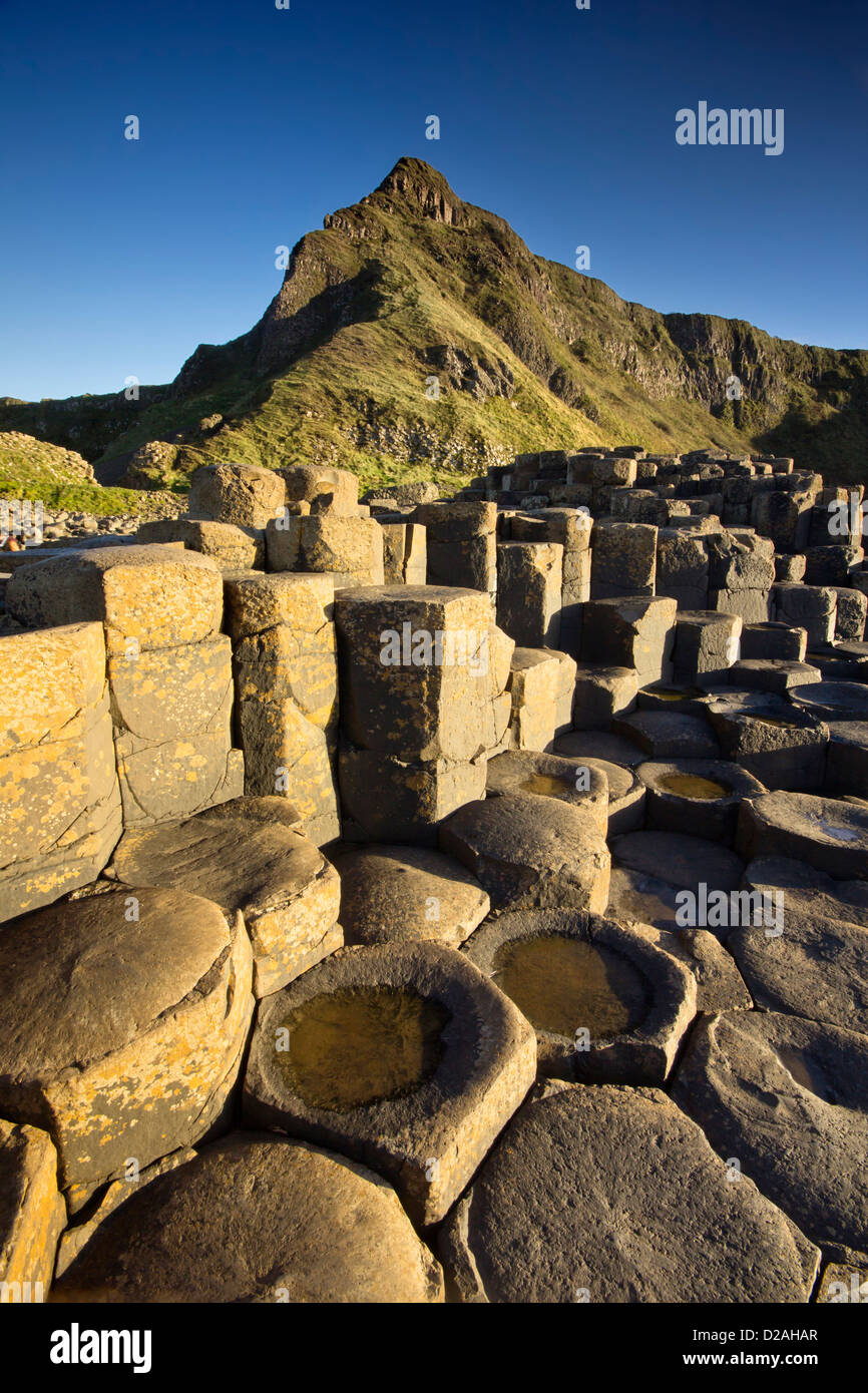 Aird muso che sovrasta il grande textured roccia basaltica di Il Selciato del gigante in Irlanda del Nord Foto Stock