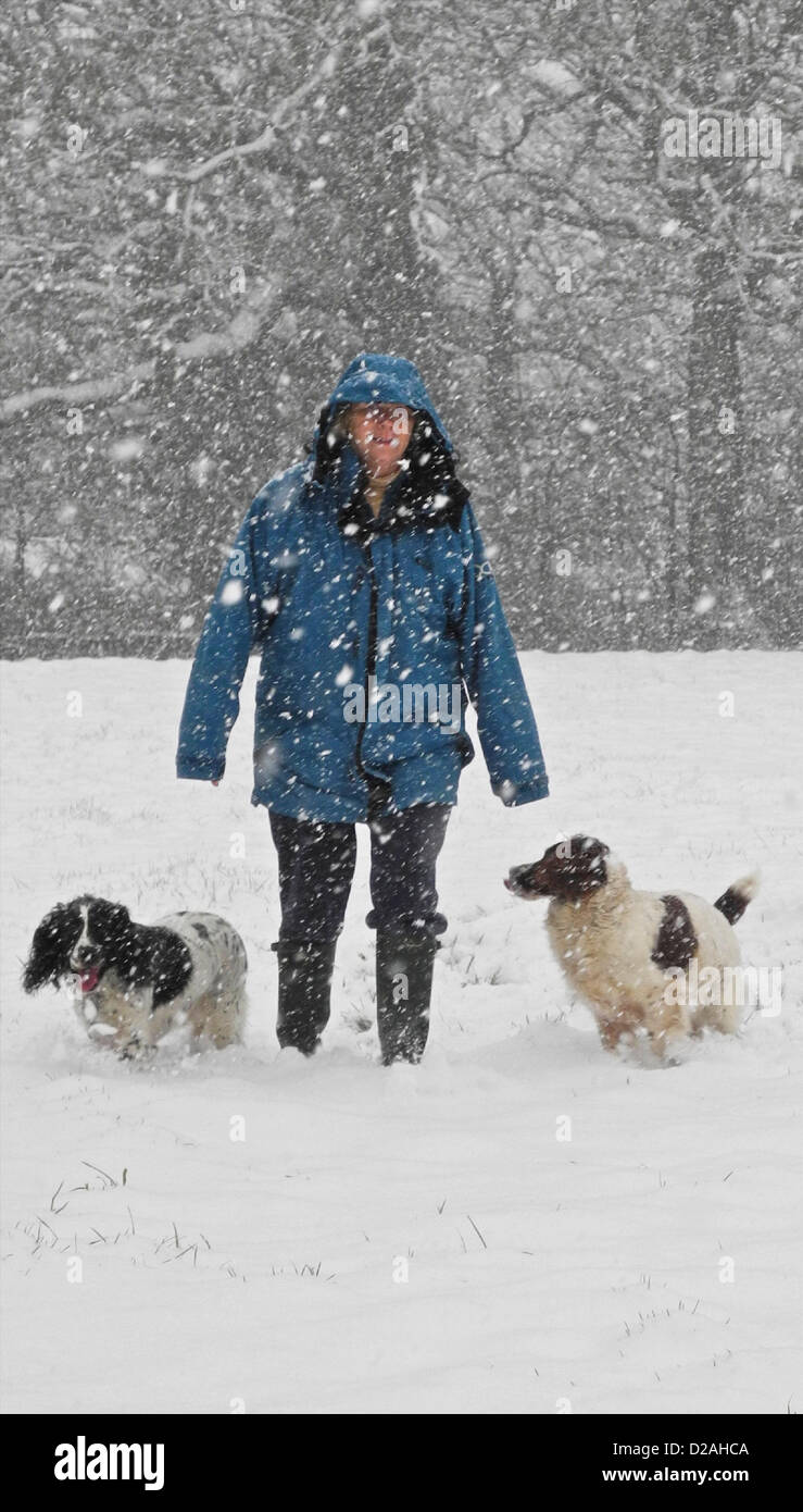 Petworth, Sussex. Regno Unito. 18 gennaio, 2013. Mani e piedi freddi per questa dog walker nelle vicinanze del Petworth nel Sussex - come la neve ricopriva vaste aree del Regno Unito Foto Stock