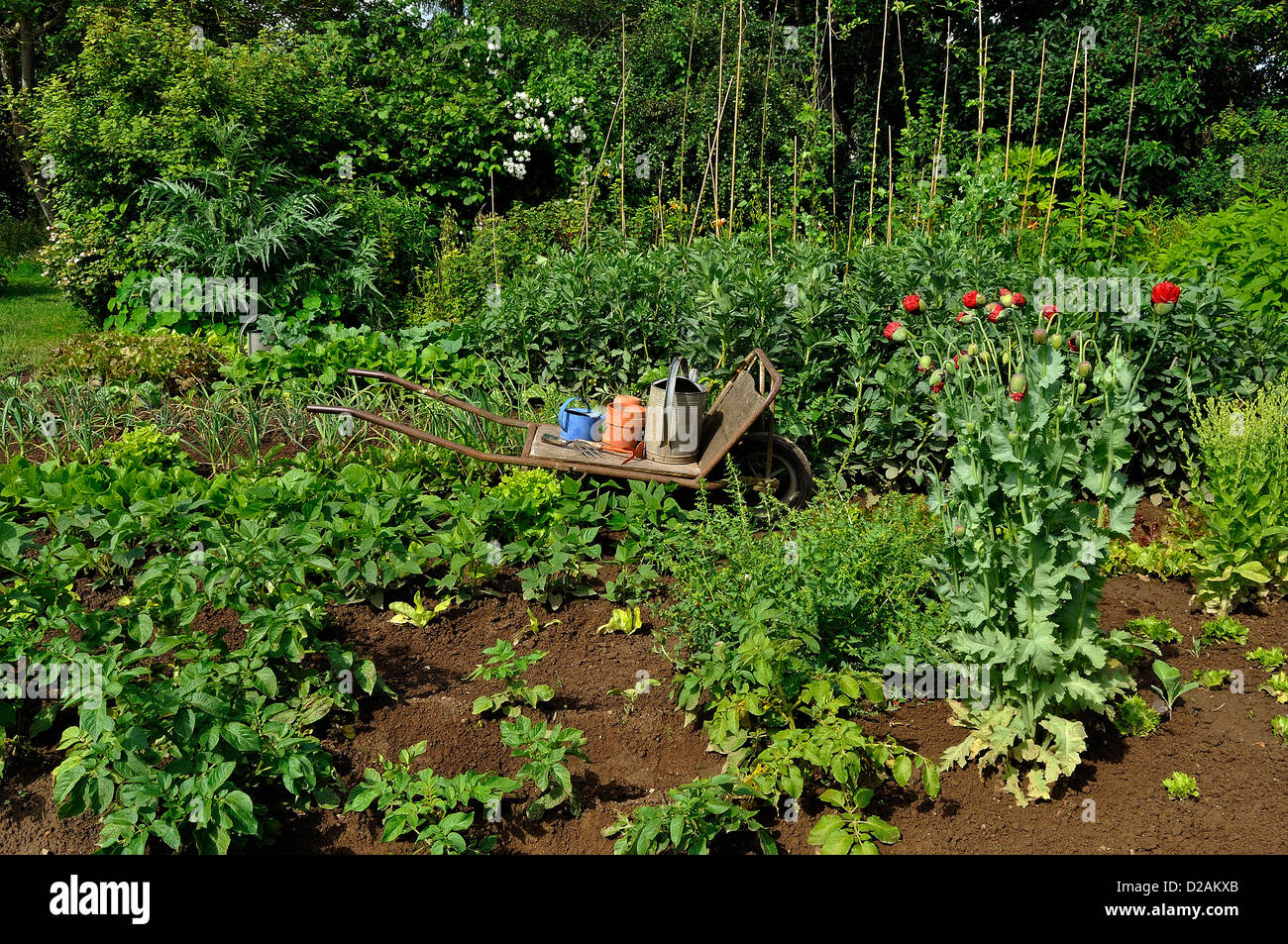 Orto con un arbusto hedge in background, letti misti di ortaggi : patate, fagioli nani, aglio, ... Foto Stock