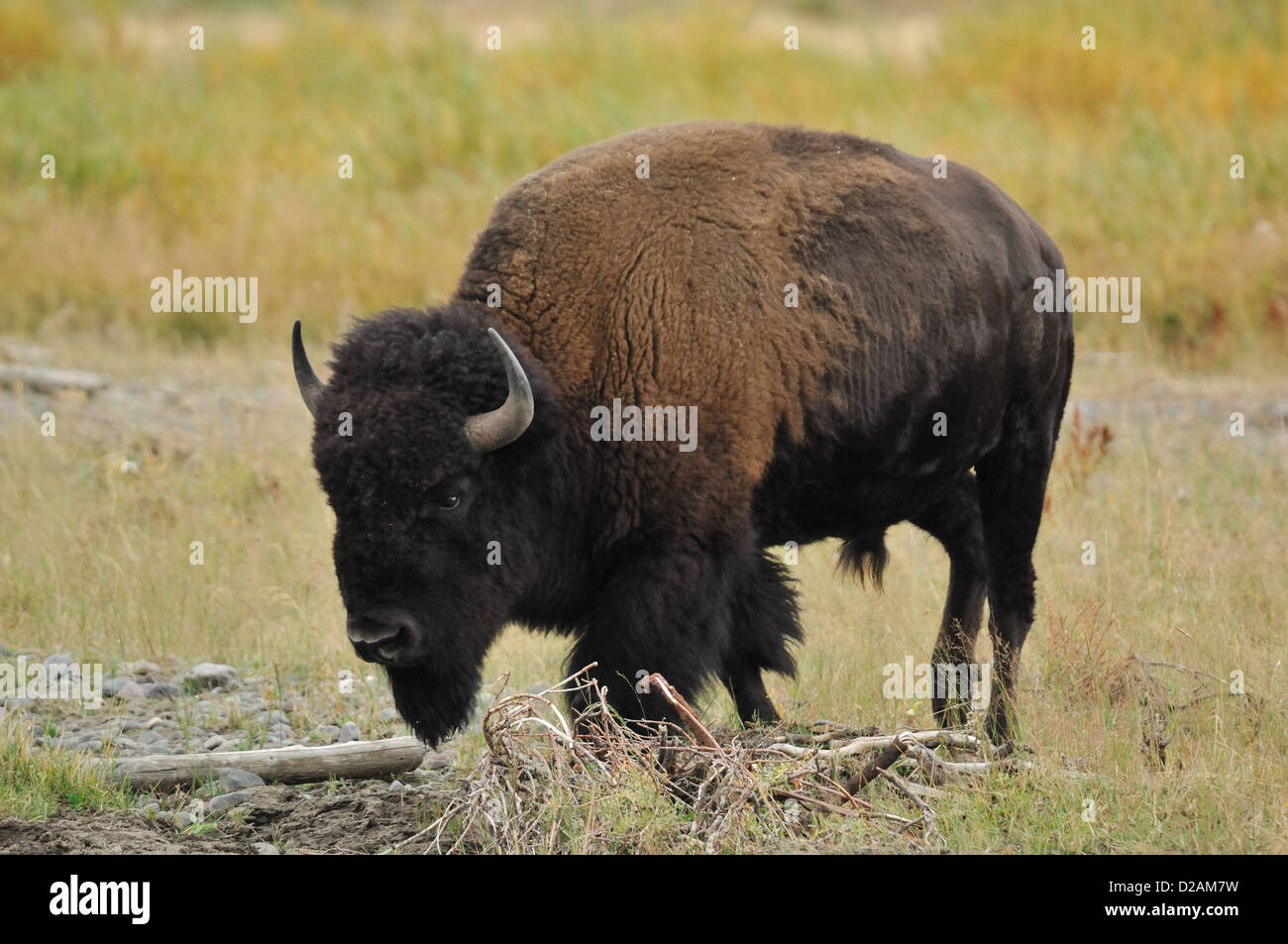 Bufalo americano (Bison bison) nel Parco Nazionale di Yellowstone Wyoming Foto Stock