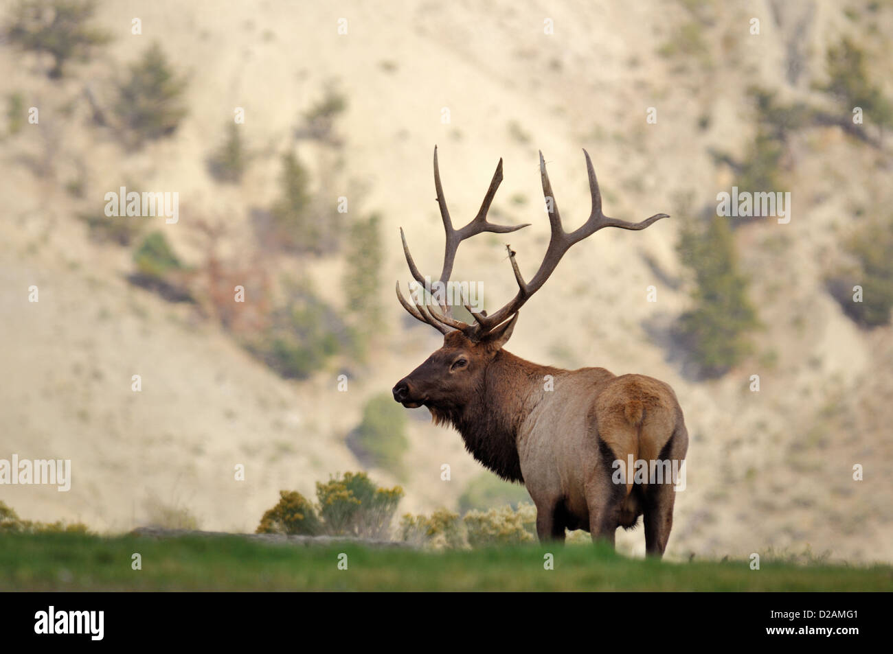 Bull elk (Cervus canadensis) durante la caduta nel Wyoming Foto Stock