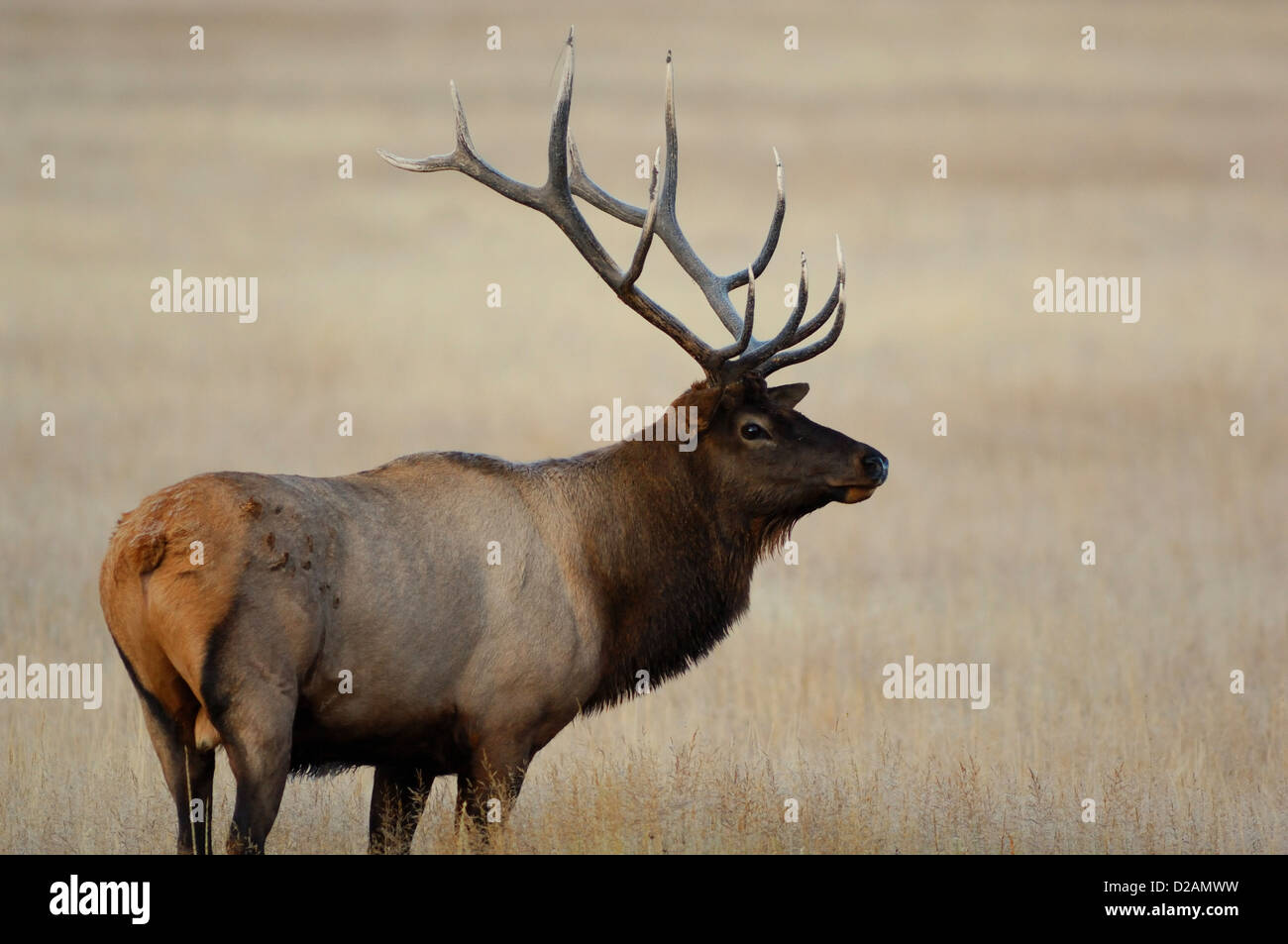 Bull elk (Cervus canadensis) durante la caduta nel Wyoming Foto Stock