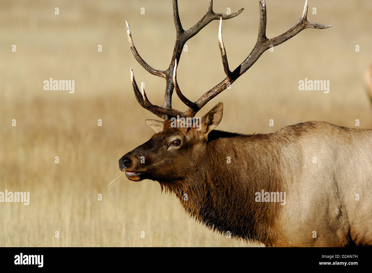 Bull elk (Cervus canadensis) durante la caduta nel Wyoming Foto Stock