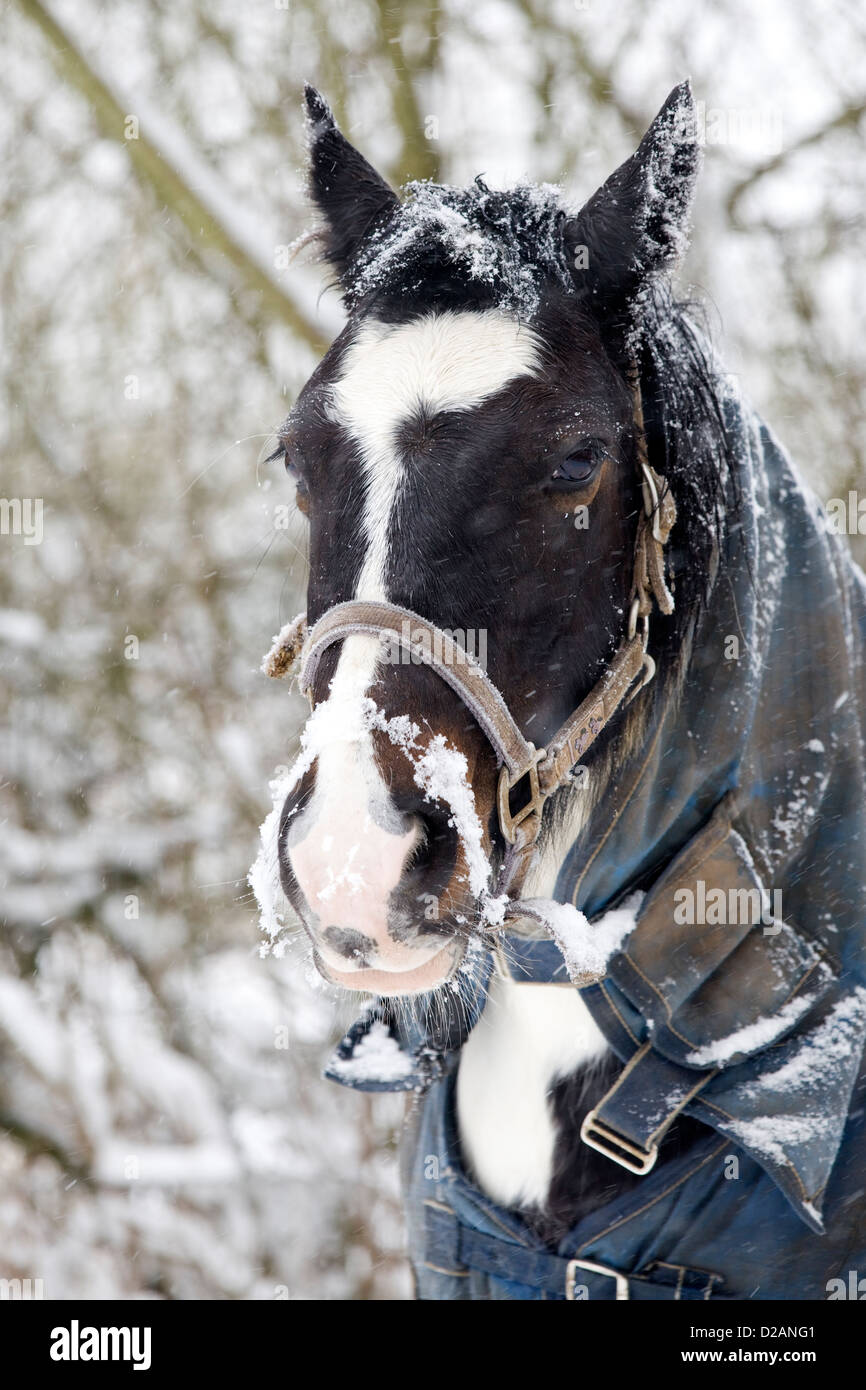 I cavalli nella neve mantenendo calda con tappeti in Equus caballus ferus Foto Stock