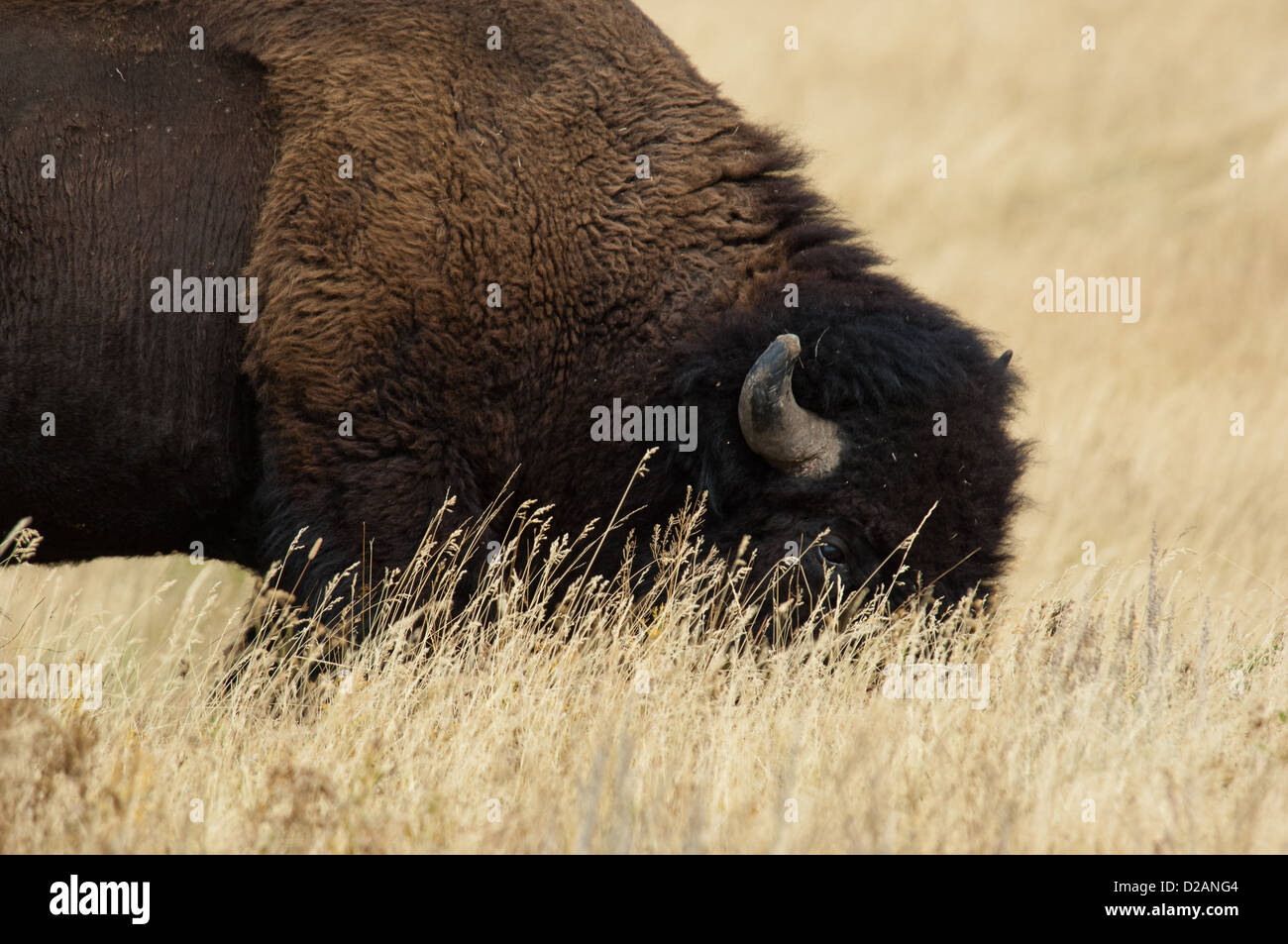 Bufalo americano (Bison bison) alimentare nel Parco Nazionale di Yellowstone Wyoming Foto Stock