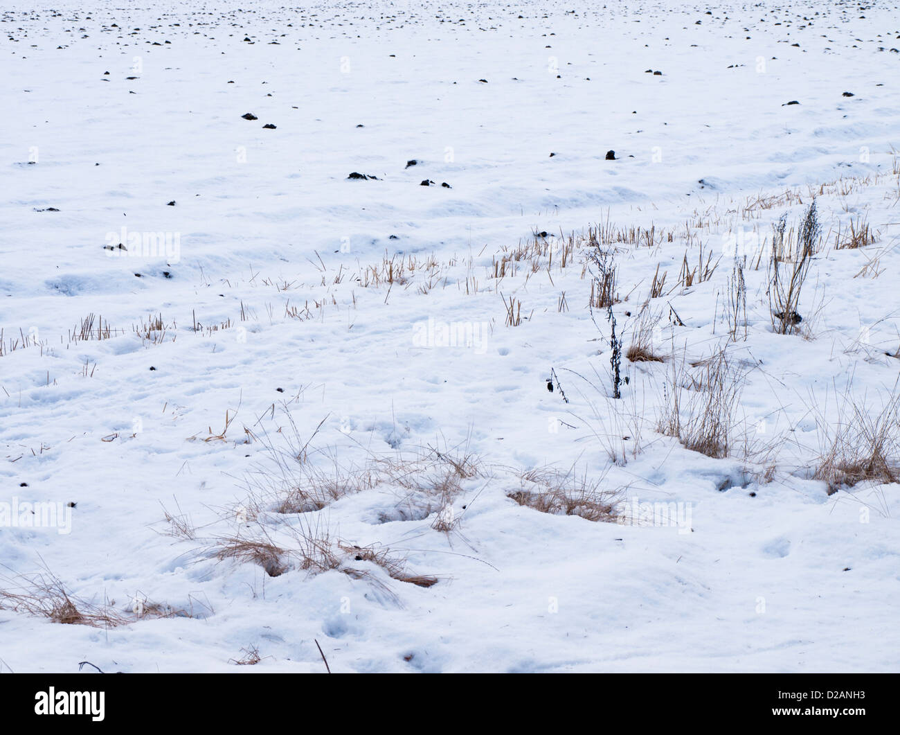 Lo strato sottile di neve in un campo che mostra le pietre e stubbles Foto Stock